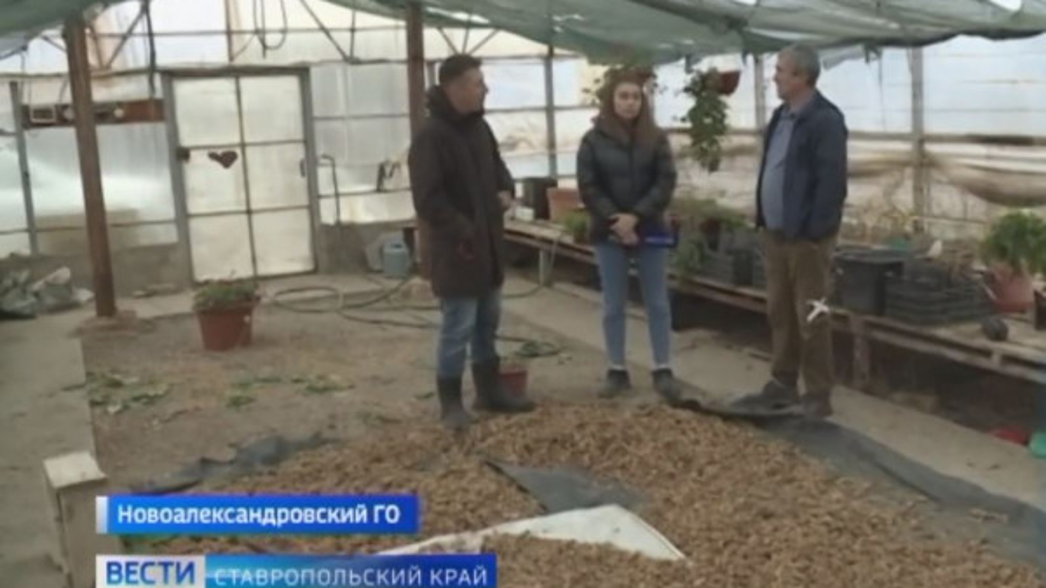 Первый урожай в ореховом саду собрал фермер на Ставрополье