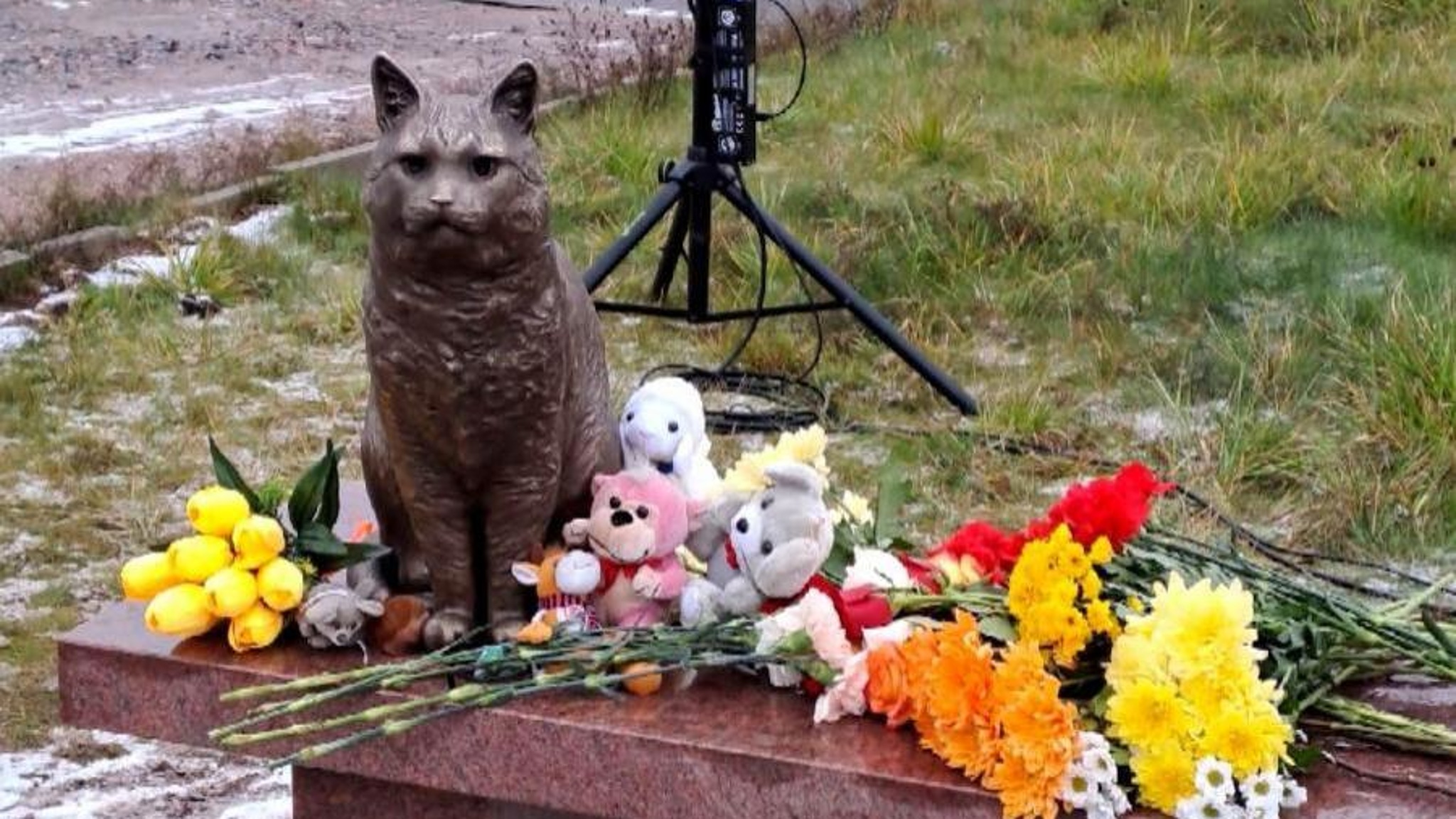 Северодвинскому коту Кузе, которого замучила пара живодеров, установили памятник