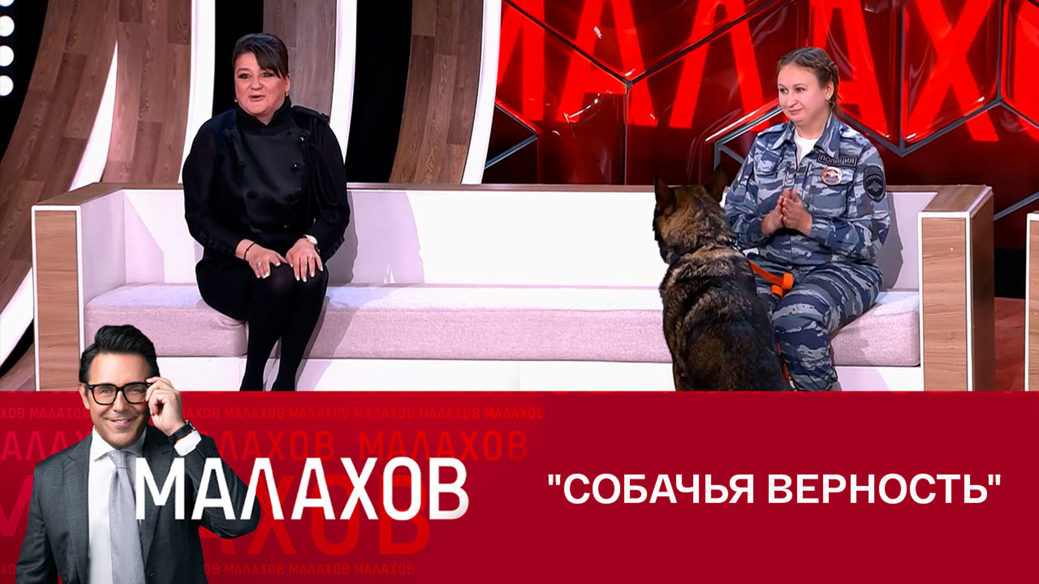 Как пес по кличке Волк Меркурий спас школьницу от изнасилования