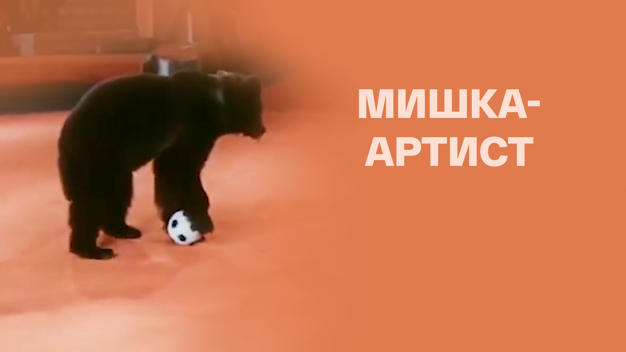 Мишка-артист