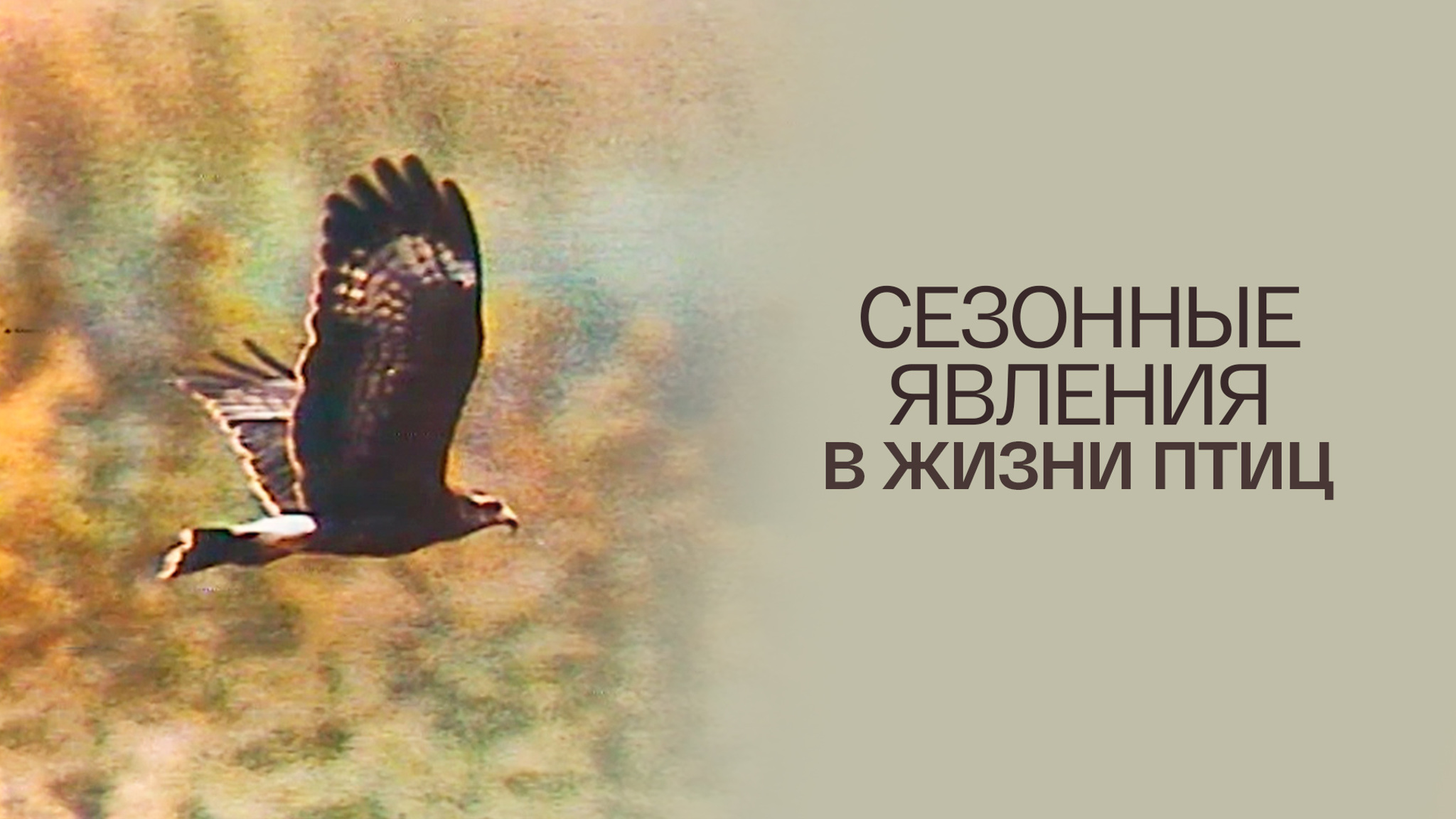 Сезонные явления в жизни птиц