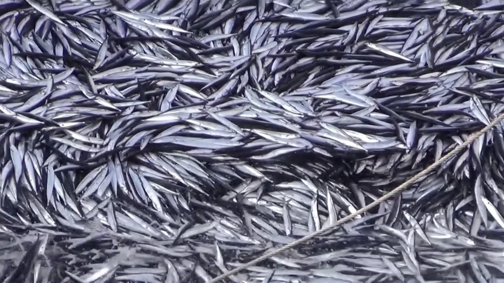 На Южных Курилах ждут рекордные уловы иваси