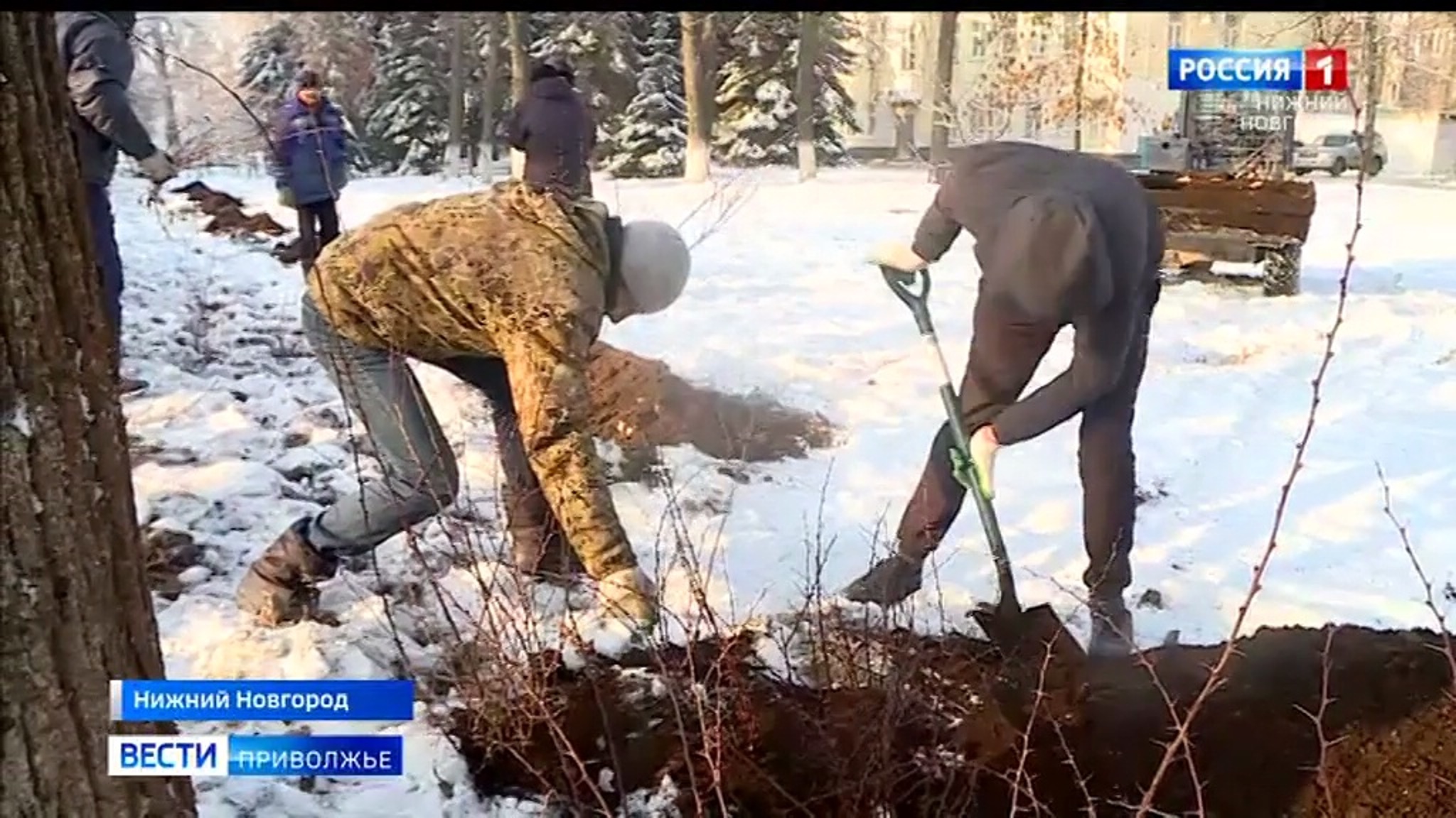 В Нижний Новгород пришли морозы и начался активный сезон посадки деревьев