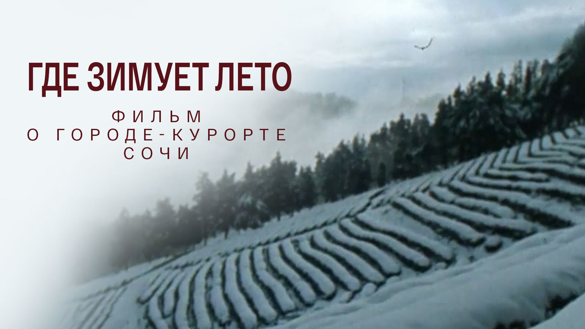 Где зимует лето. Фильм о городе-курорте Сочи