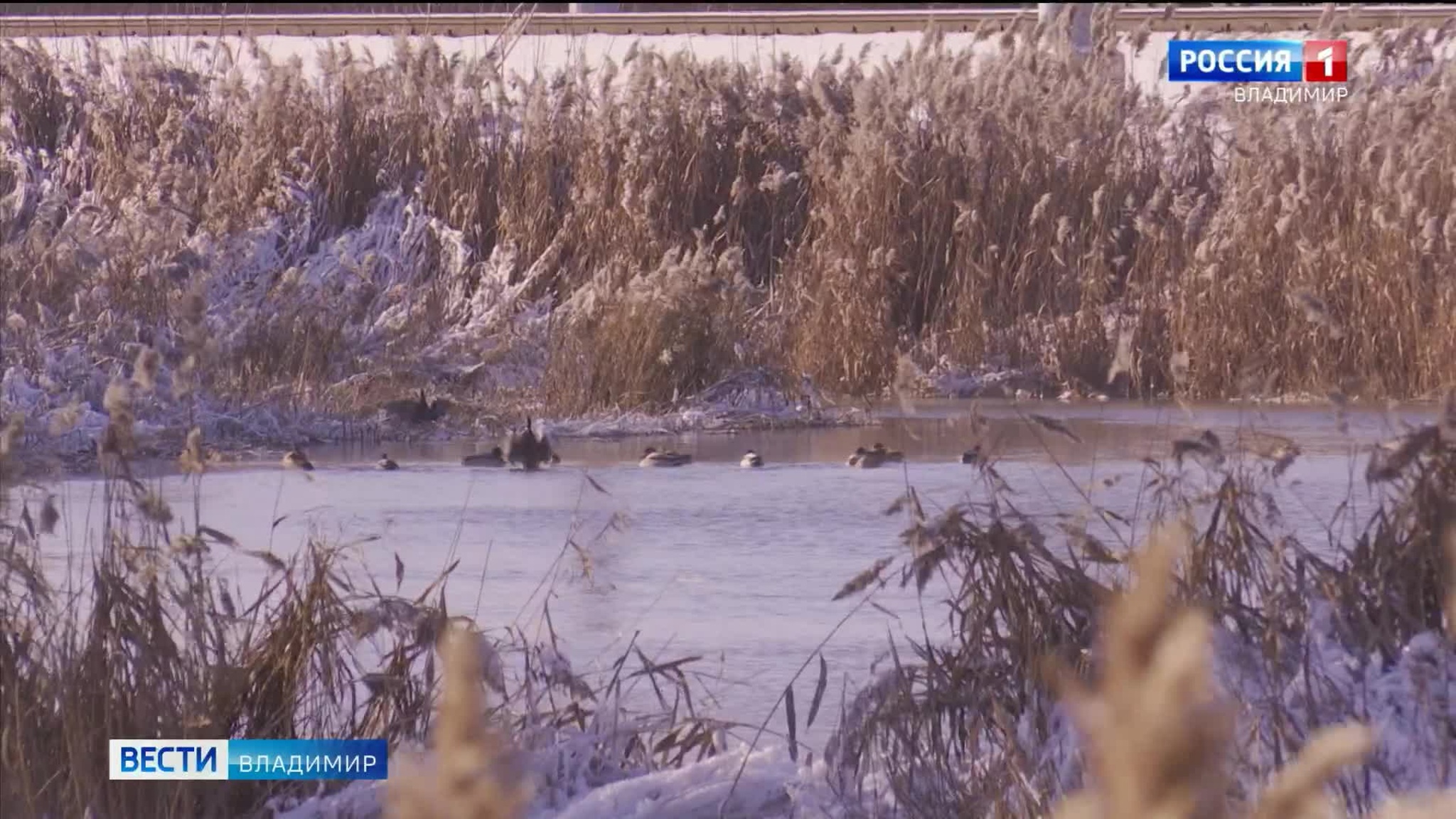 Во Владимирской области зимуют дикие утки и черепахи-иностранки