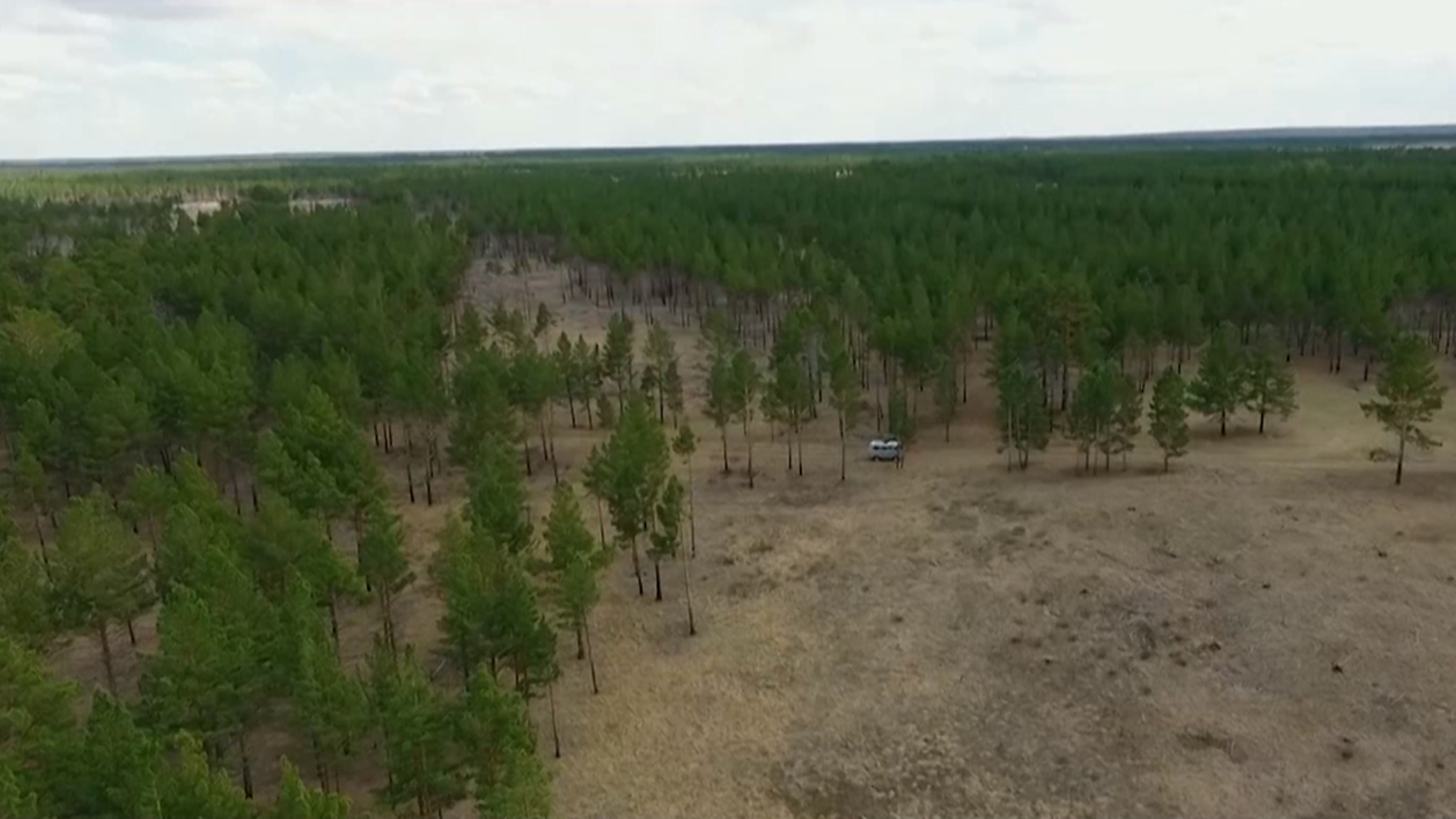 Перевыполнили план: в Забайкалье почти в три раза ускорились темпы восстановления лесов