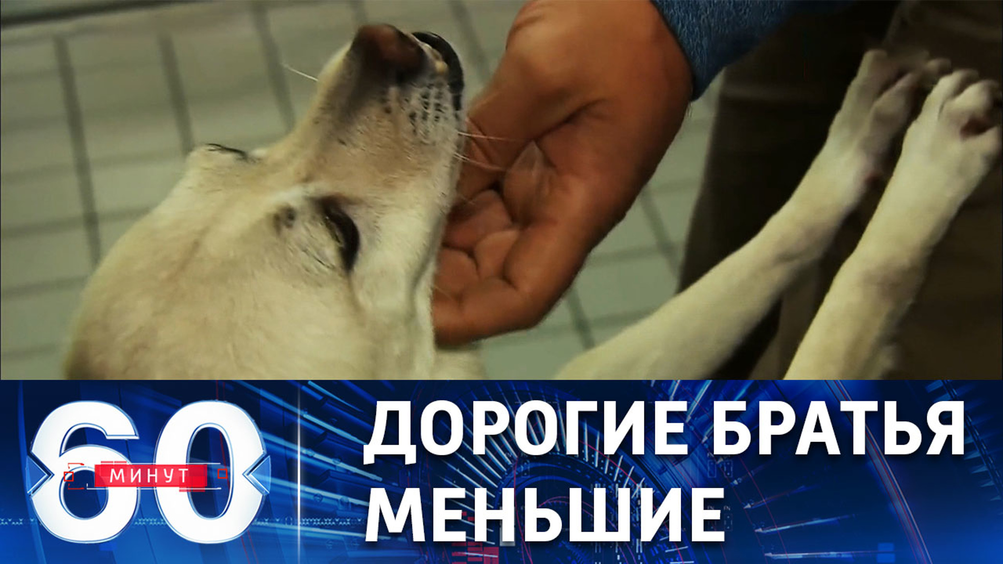 Многие немцы не в состоянии прокормить домашних животных