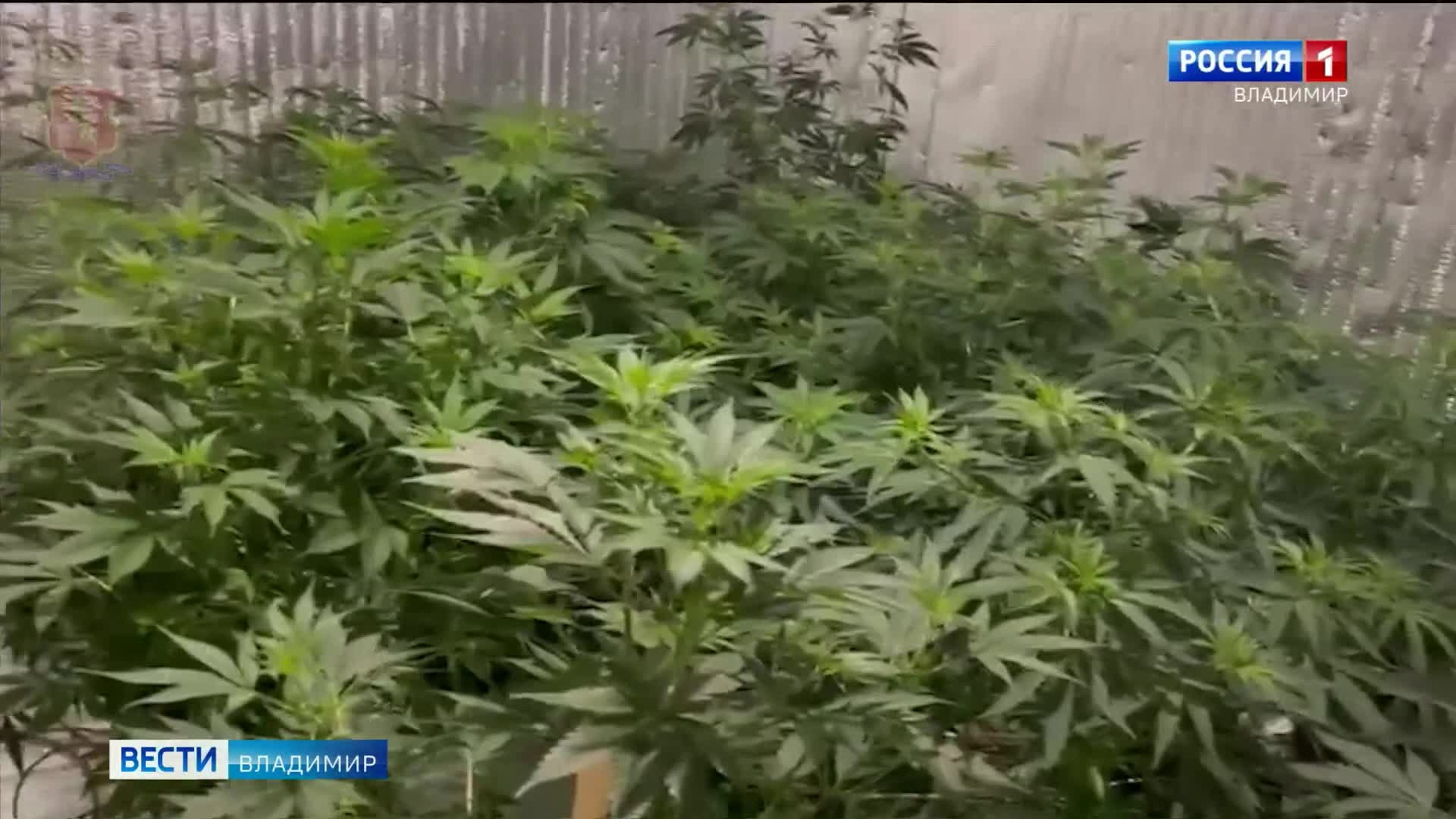 Житель Владимирского региона выращивал у себя дома 38 кустов конопли