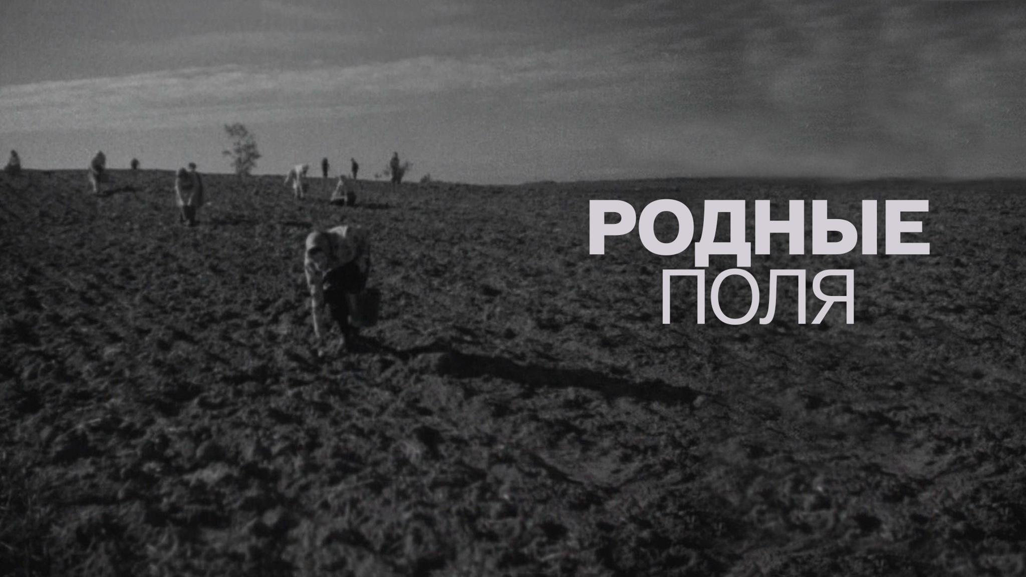Родные поля