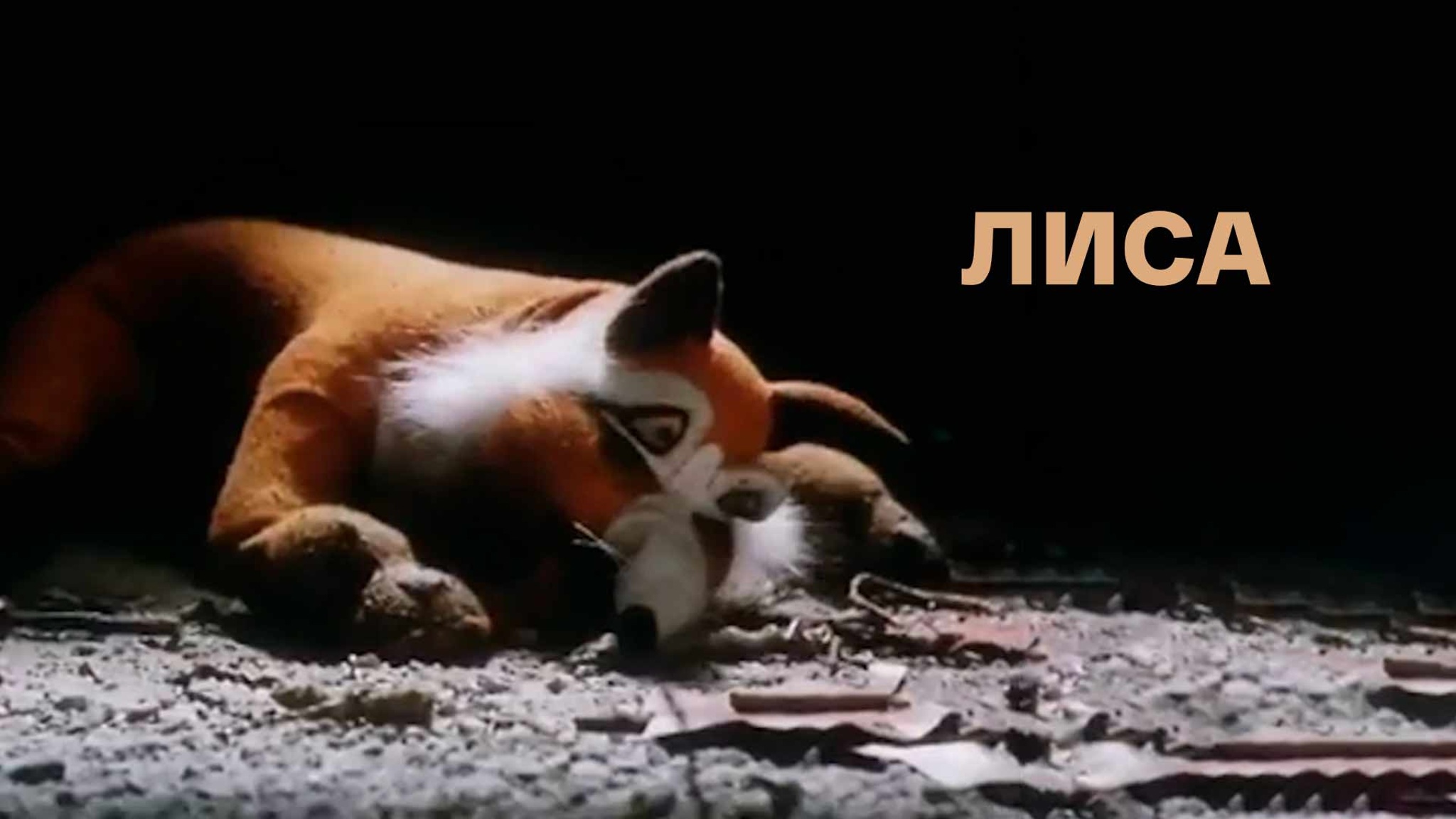 Лиса