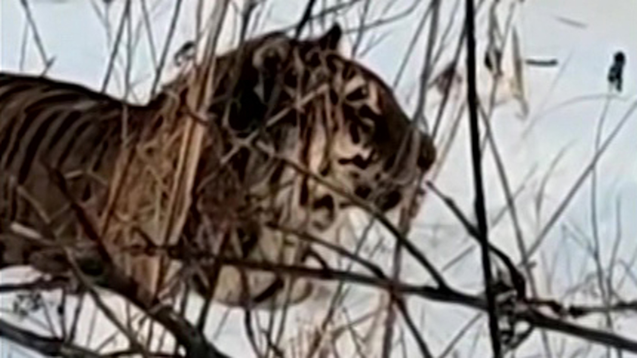 Амурские тигры массово выходят к жителям Хабаровского края