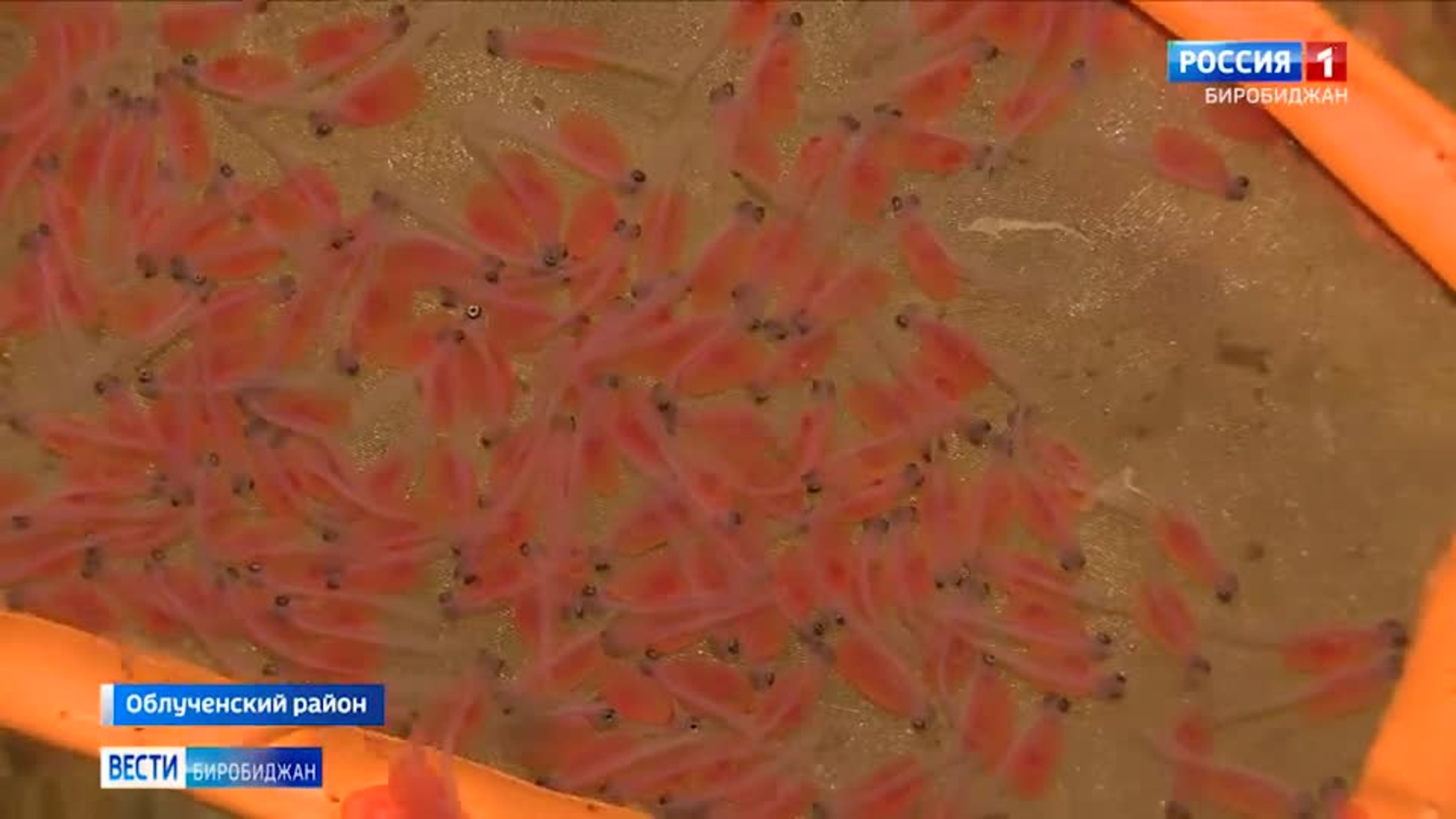 На Тепловском заводе в ЕАО из икринок появляются мальки лосося