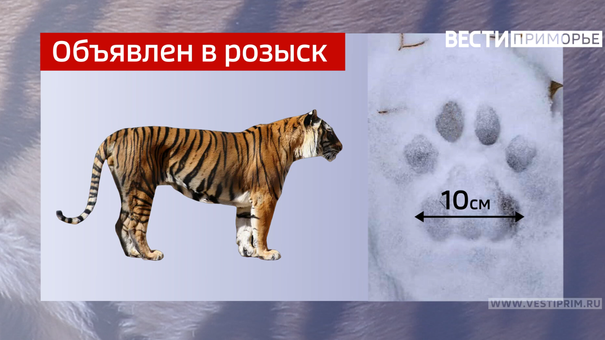 Число жертв растет, а хитрый тигр обходит все ловушки охотнадзора в Приморье