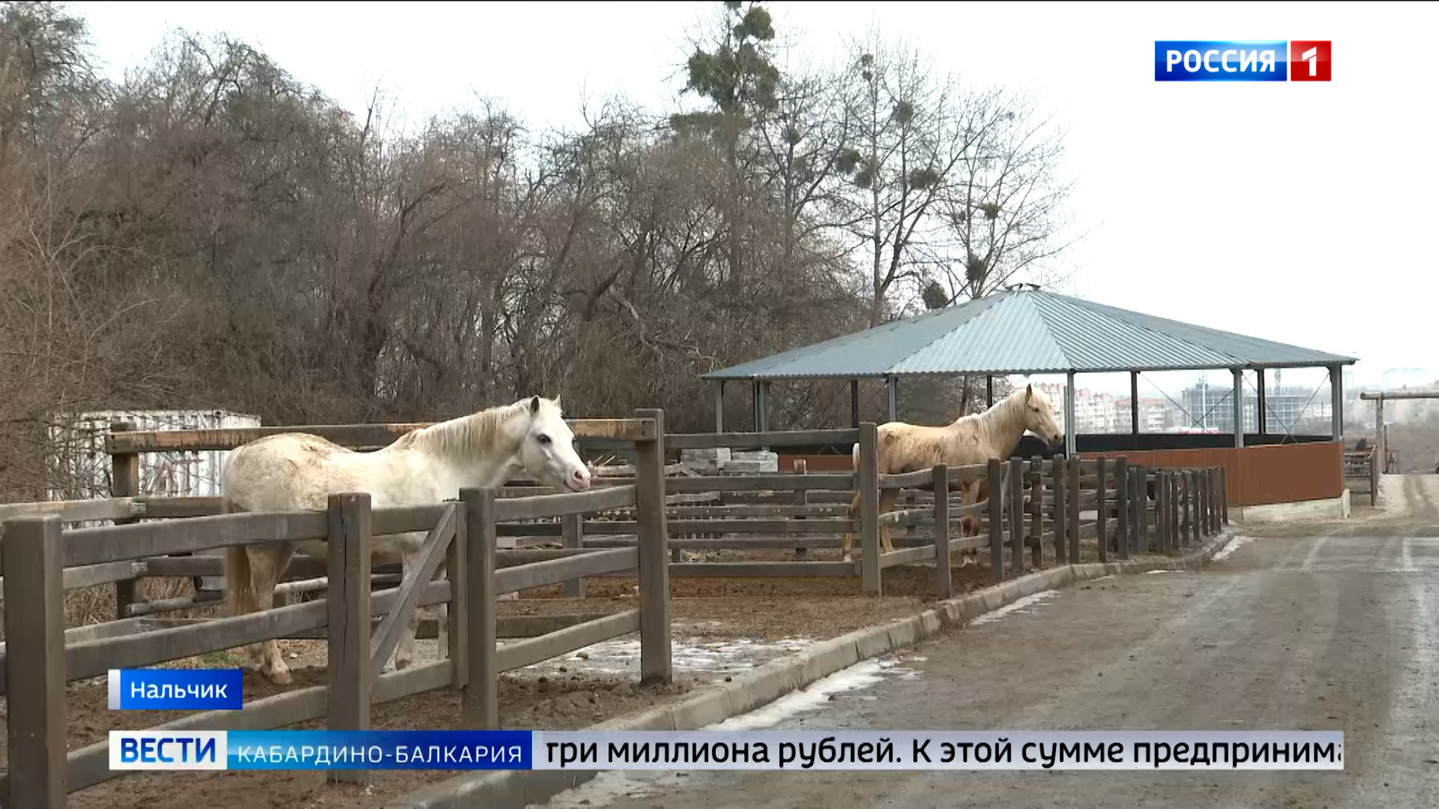 Конно-спортивный комплекс в Нальчике получил грант от Минтуризма