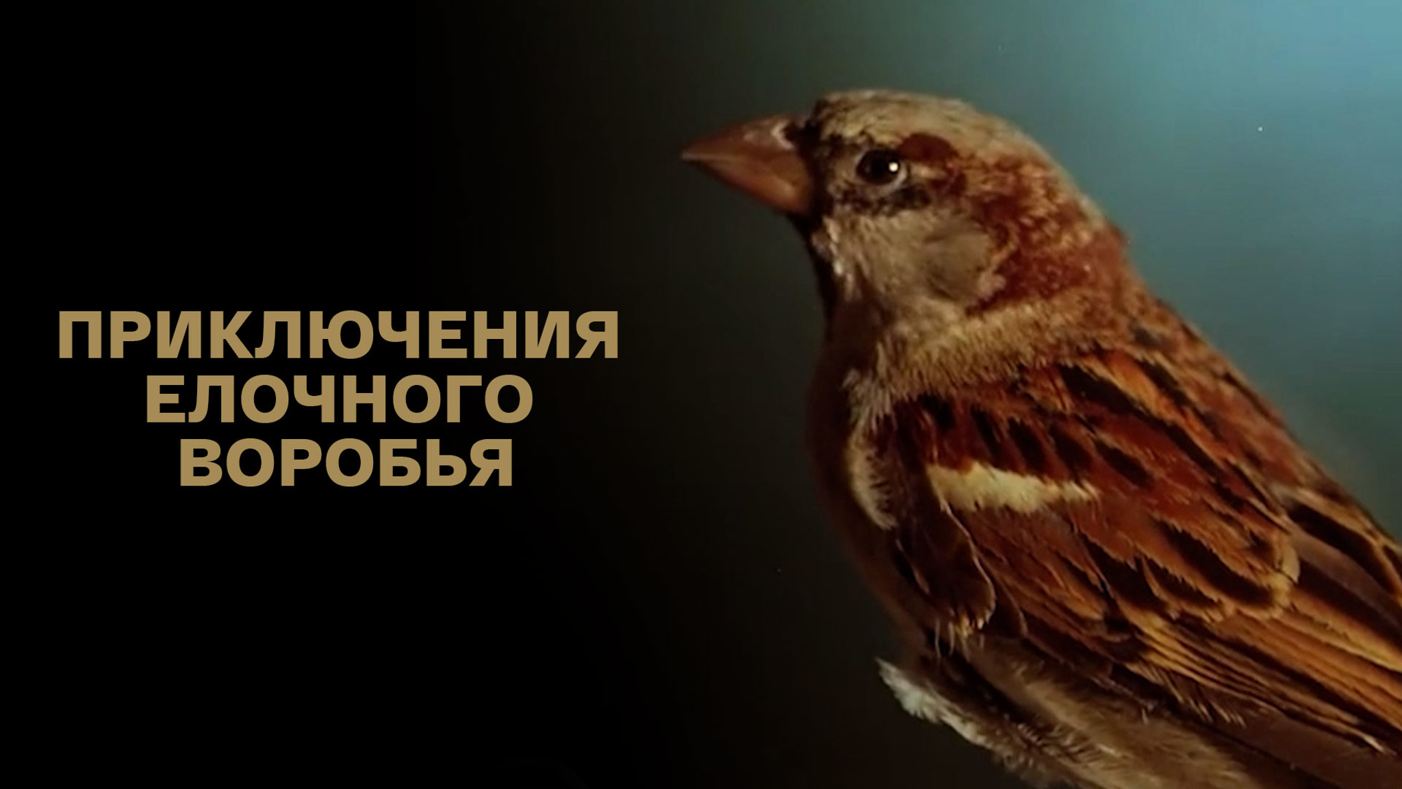 Приключения елочного воробья