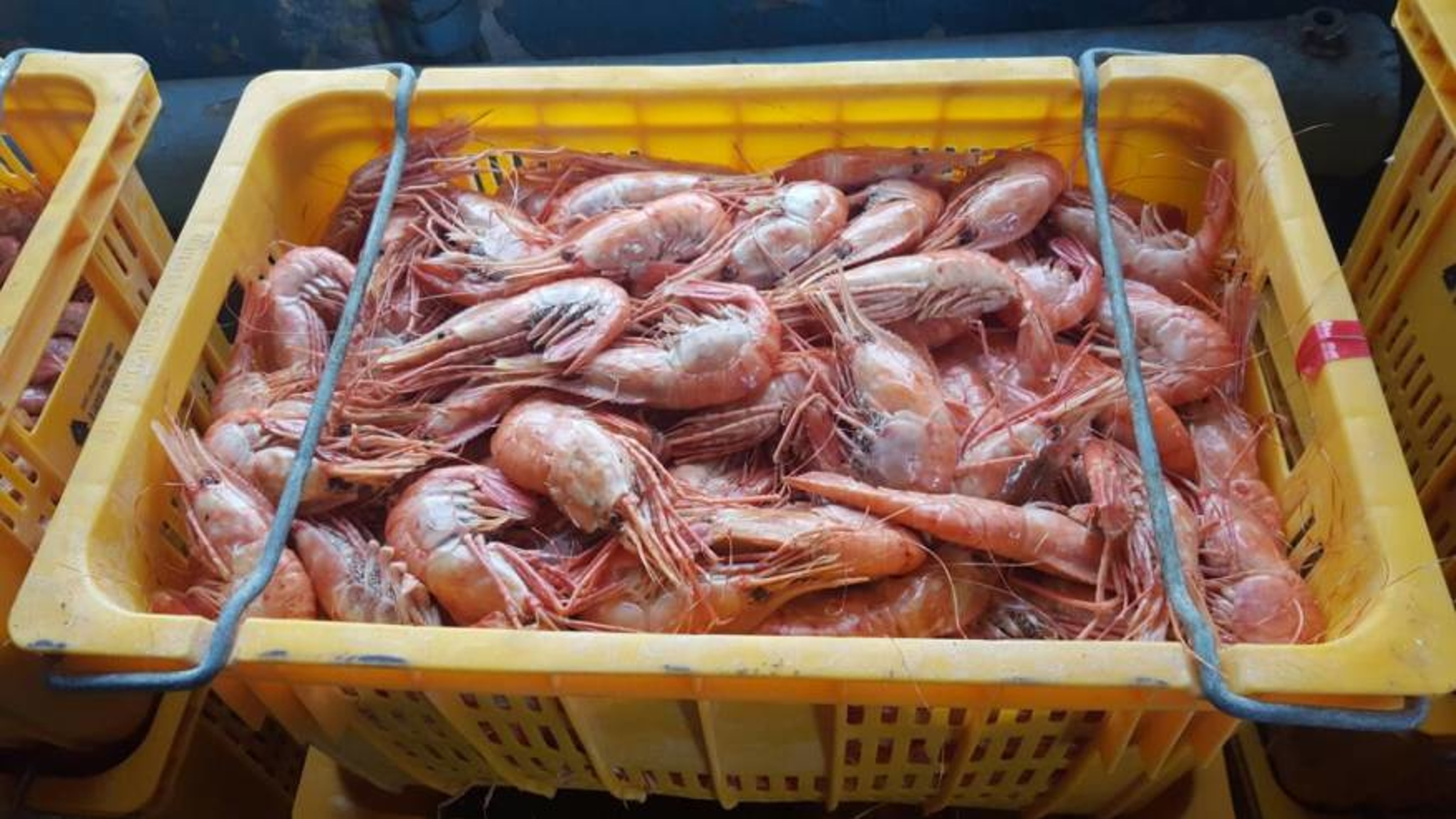 Почему морепродукты полезнее мяса?
