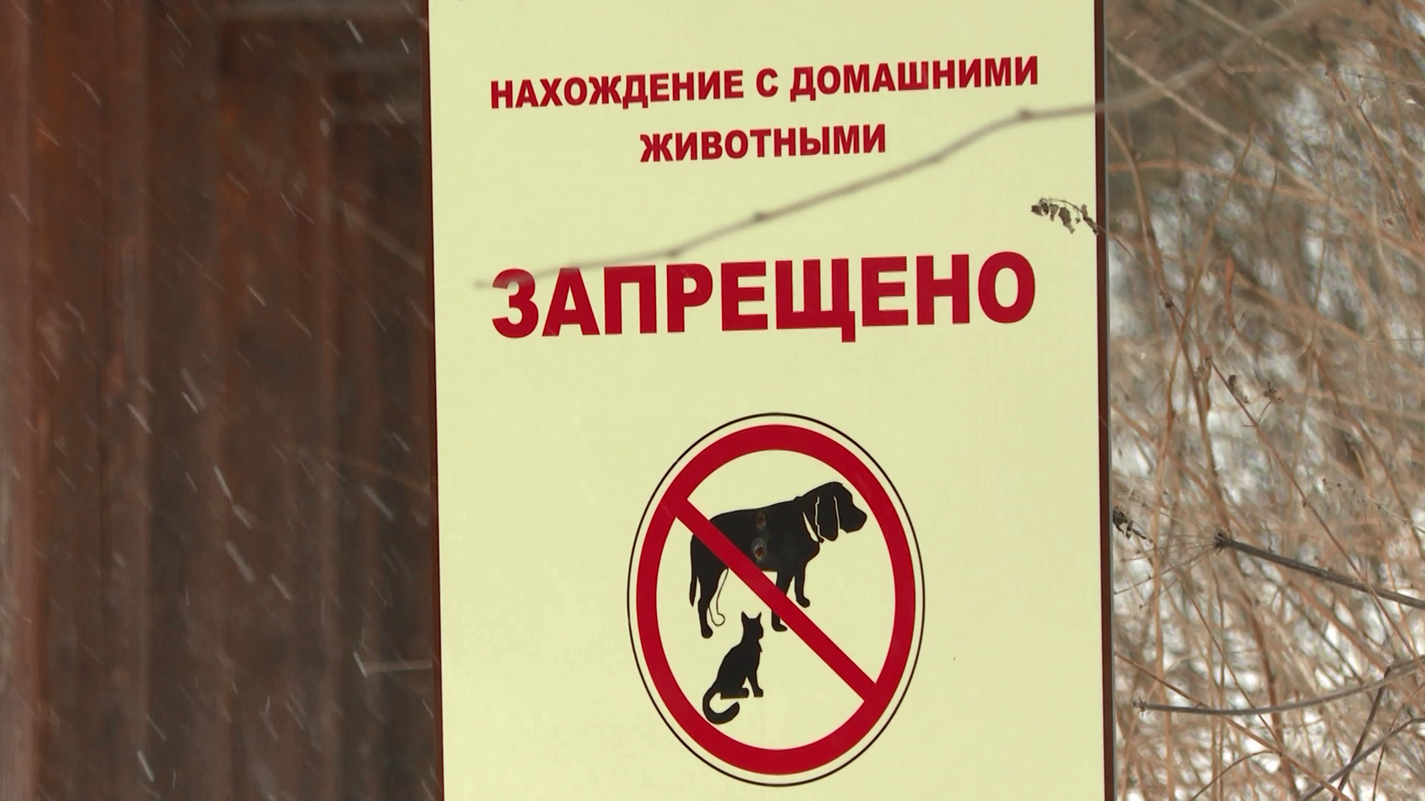 На "Красноярских Столбах" вновь хозяйничают собаки