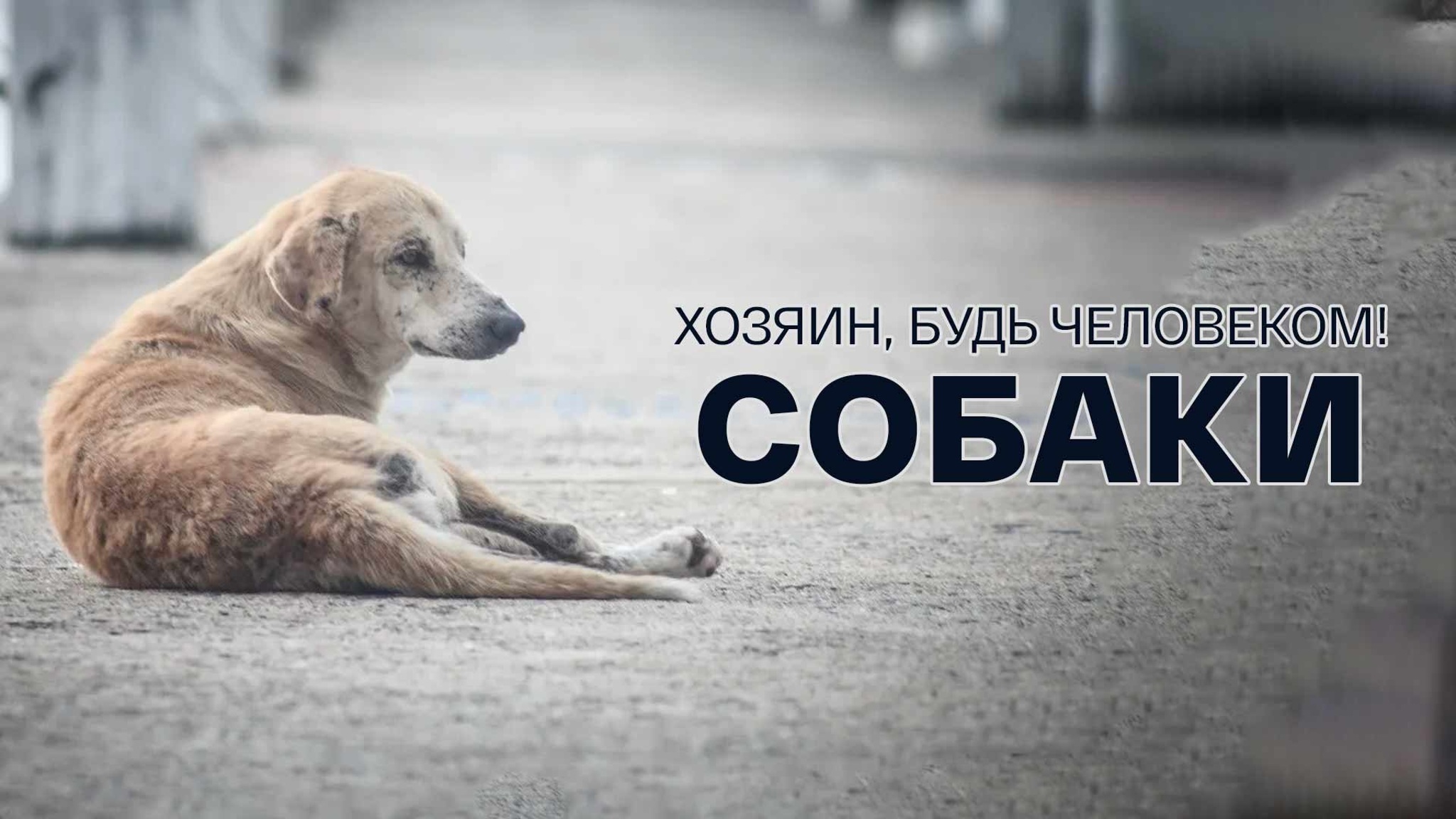 Хозяин, будь человеком! Собаки