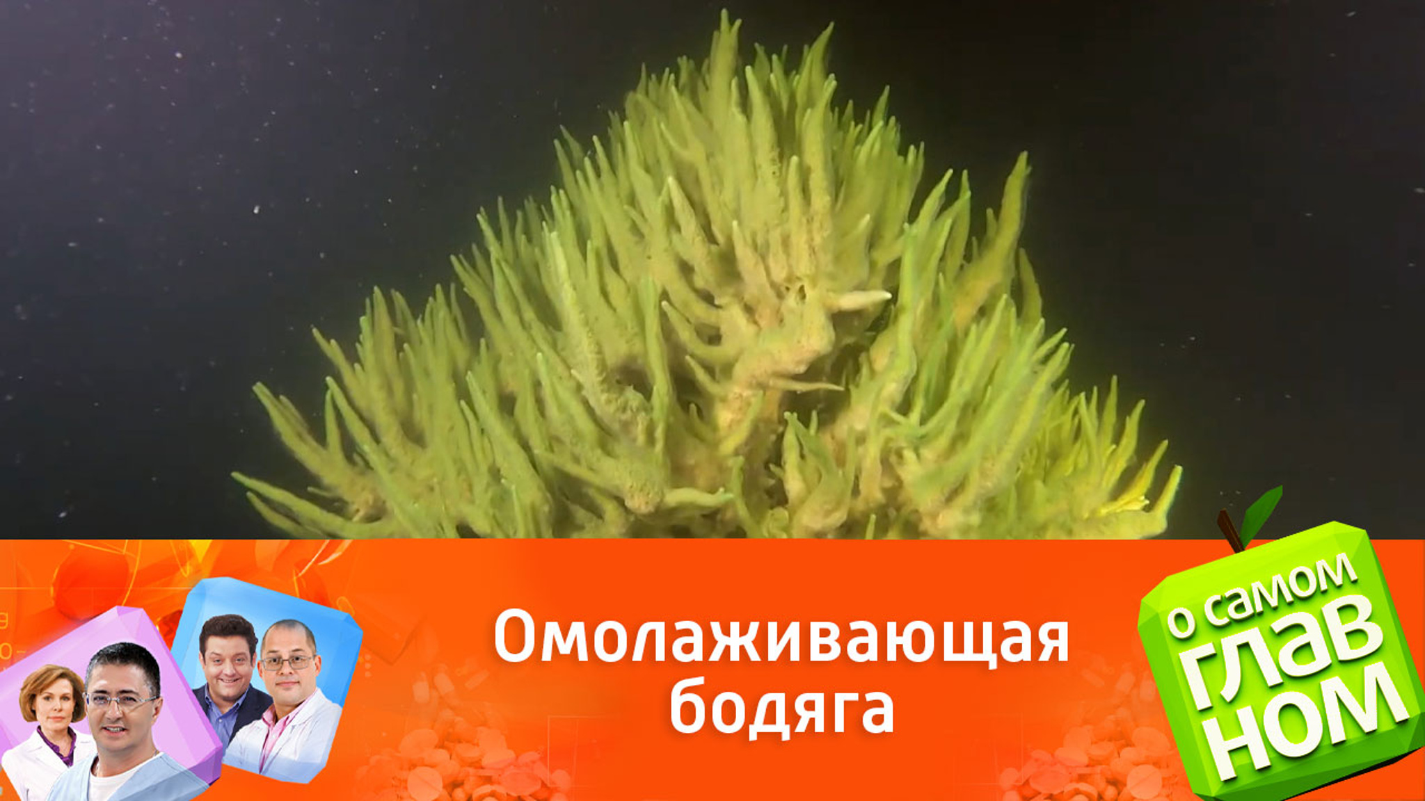 Косметолог показала, как в домашних условиях бодяга заменяет мезотерапию