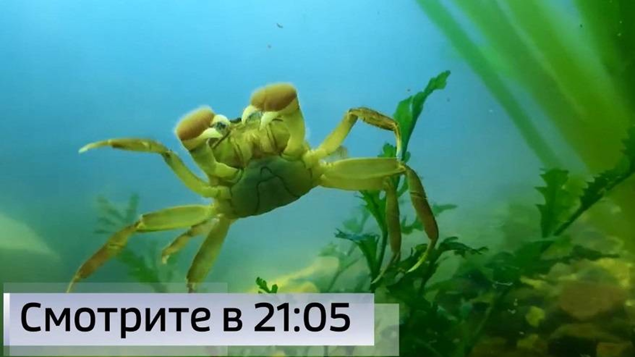«Выращивание деликатеса»: Молодь краба расправляет клешни