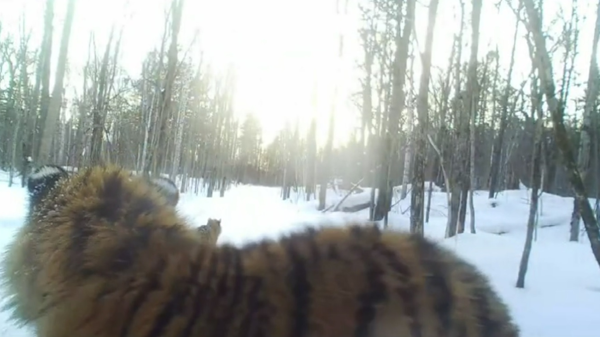Многочисленное тигриное семейство отключило фотоловушку