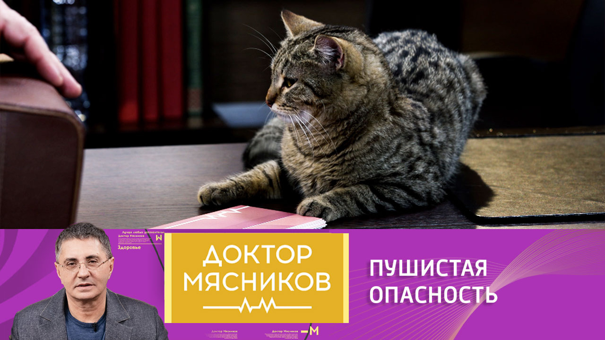 Какие заболевания могут переносить кошки