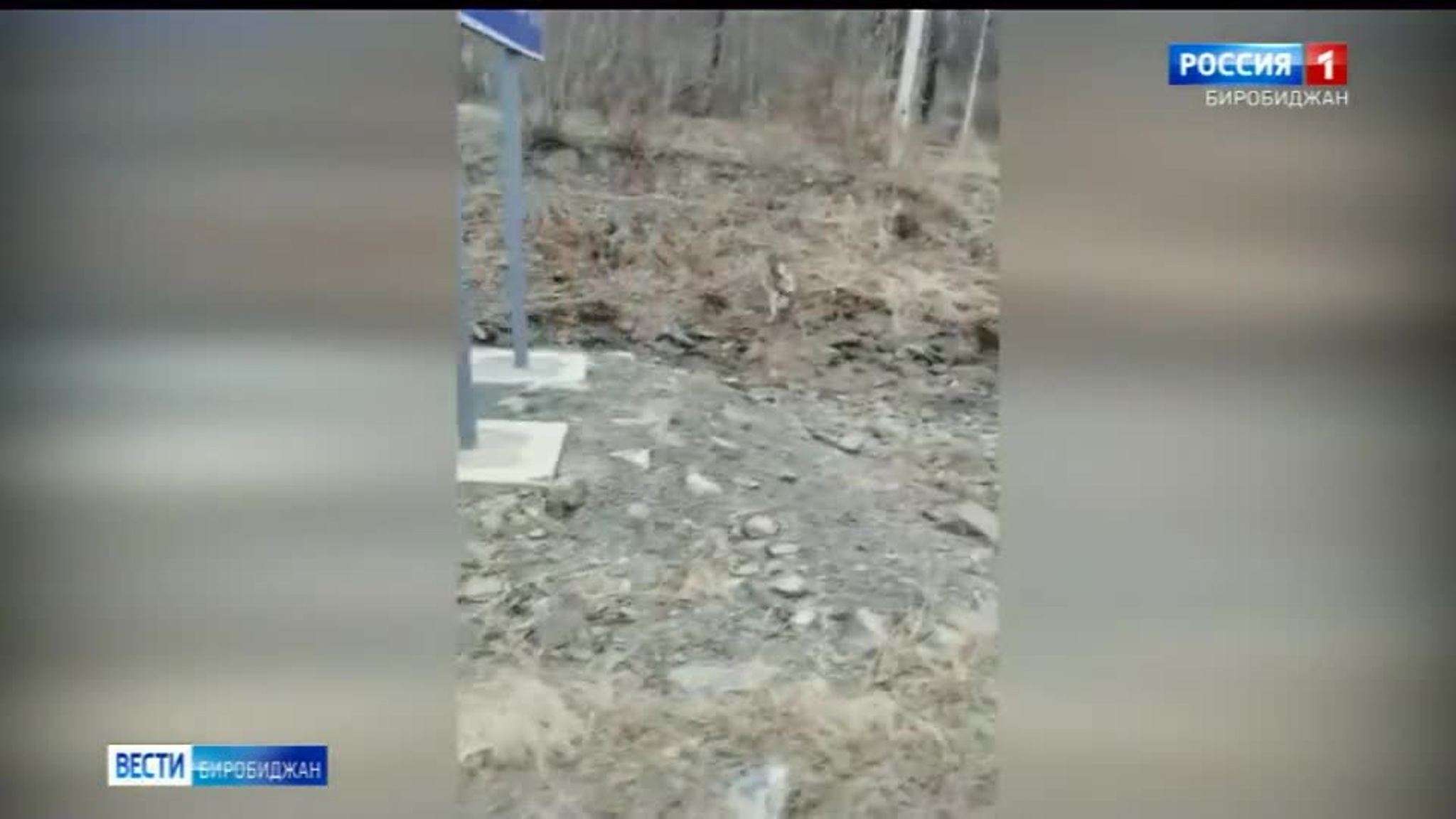 В ЕАО волки выходят из леса и нападают на людей