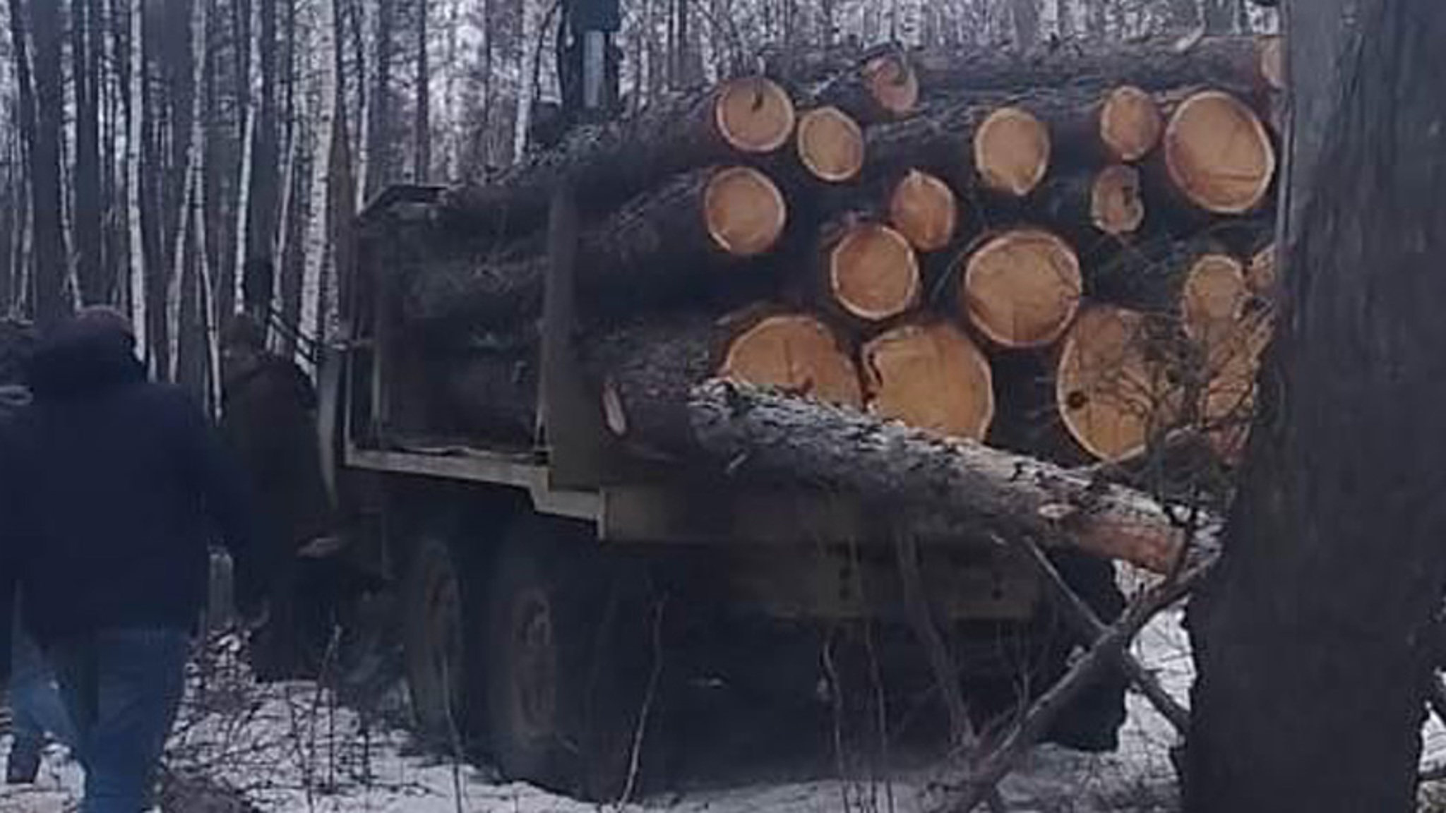 Семилетний срок грозит двум амурчанам за незаконную рубку леса