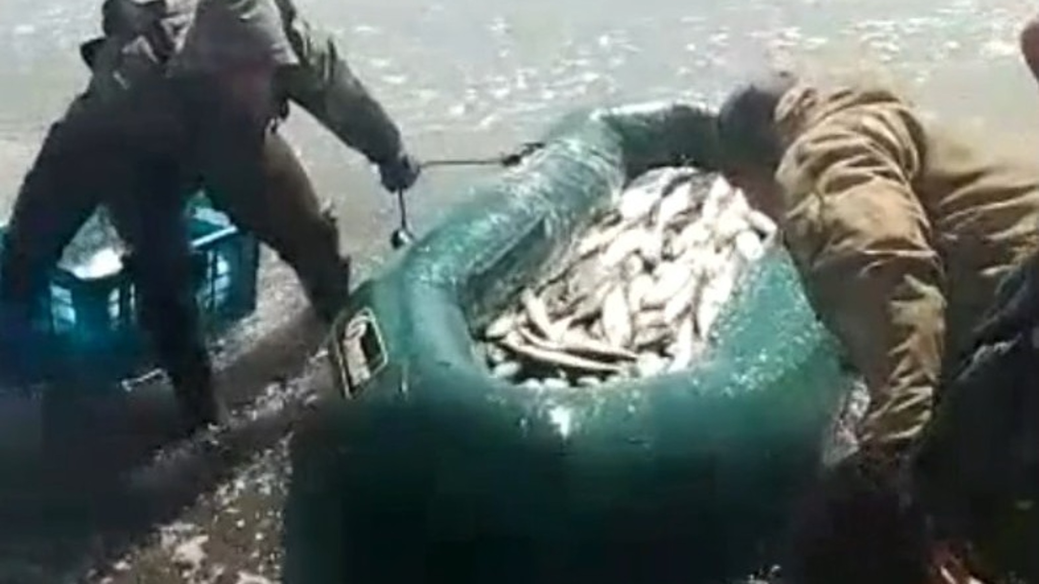 Сахалинцы ловят селедку голыми руками