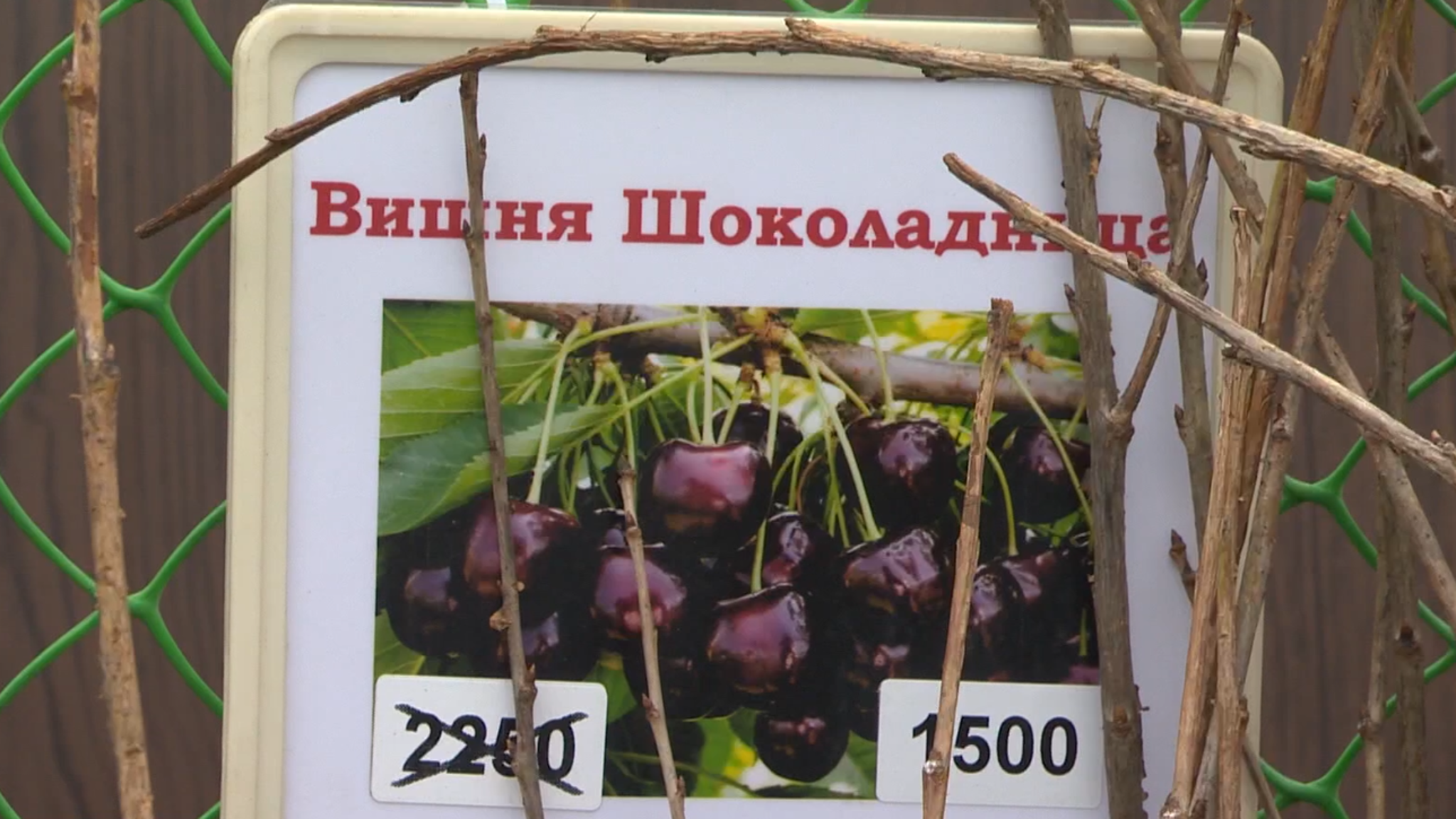 "Сады Сибири" предлагают большой выбор саженцев плодово-ягодных и декоративных культур