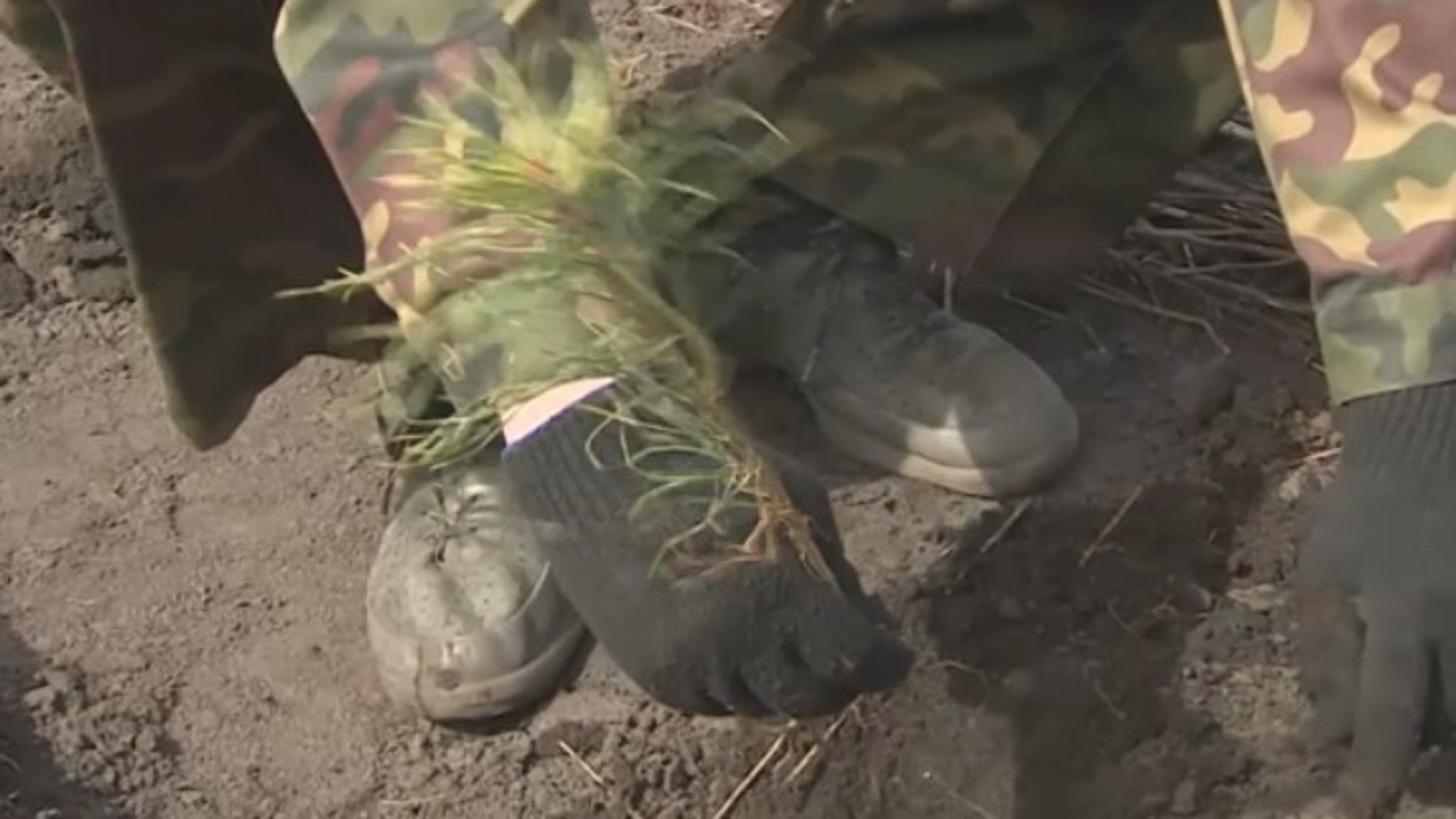 В Орловской области посадили тысячи сосновых сеянцев
