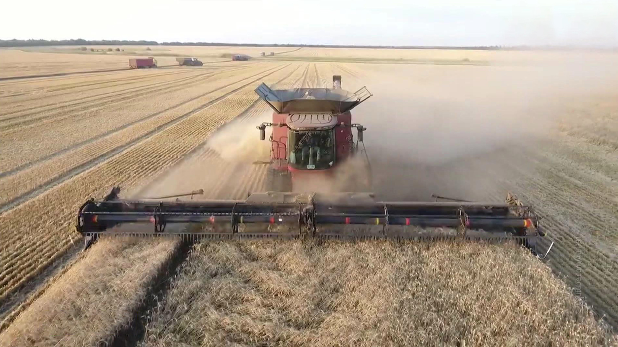 Что нашли европейцы в украинской кукурузе