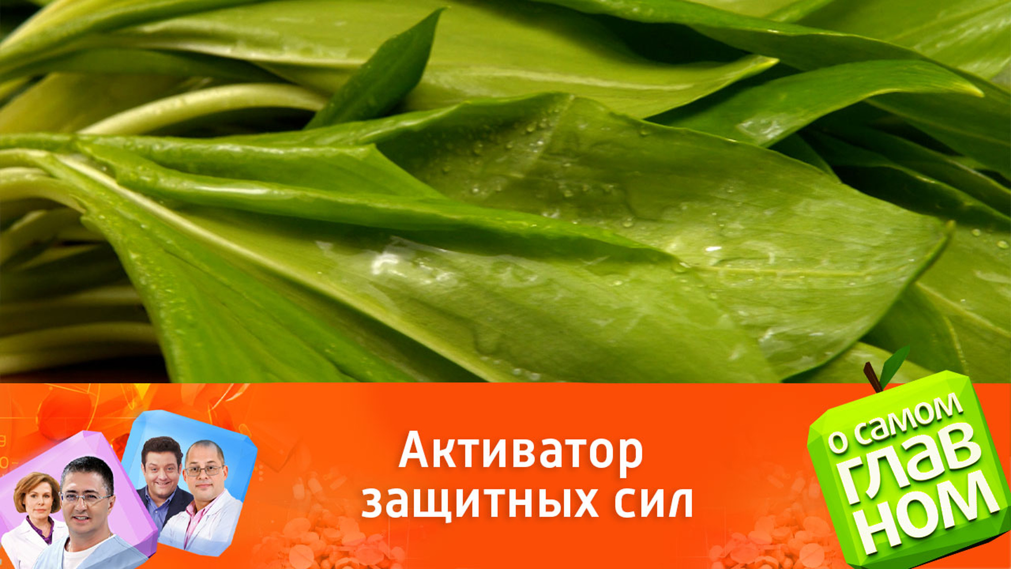 Чем полезна черемша