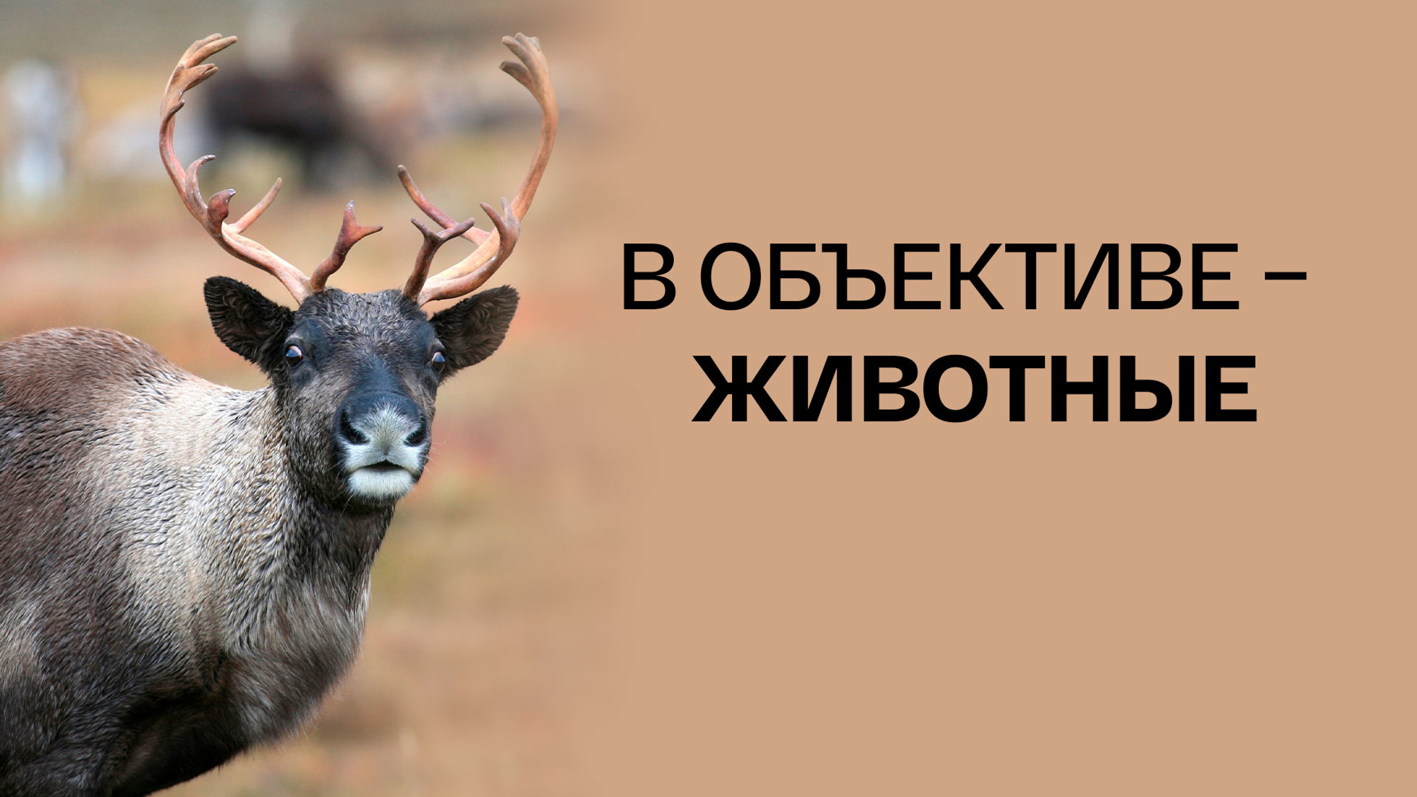 В объективе – животные