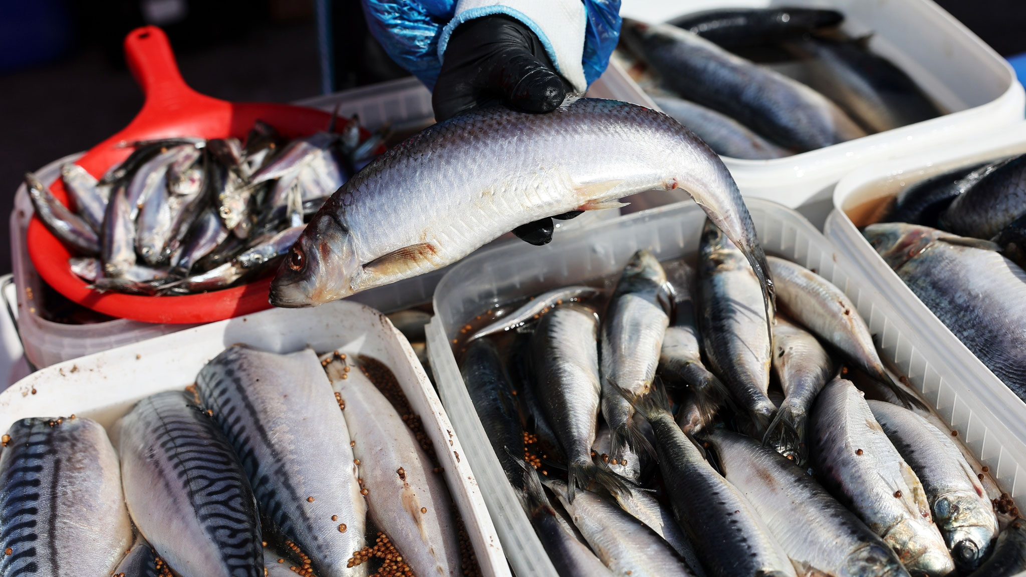 В этом году рыболовная отрасль поставит рекорд по добыче за последние 30 лет