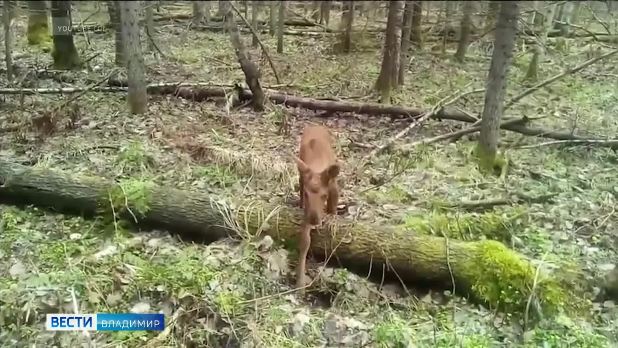 Во владимирских лесах были замечены новорожденные лосята