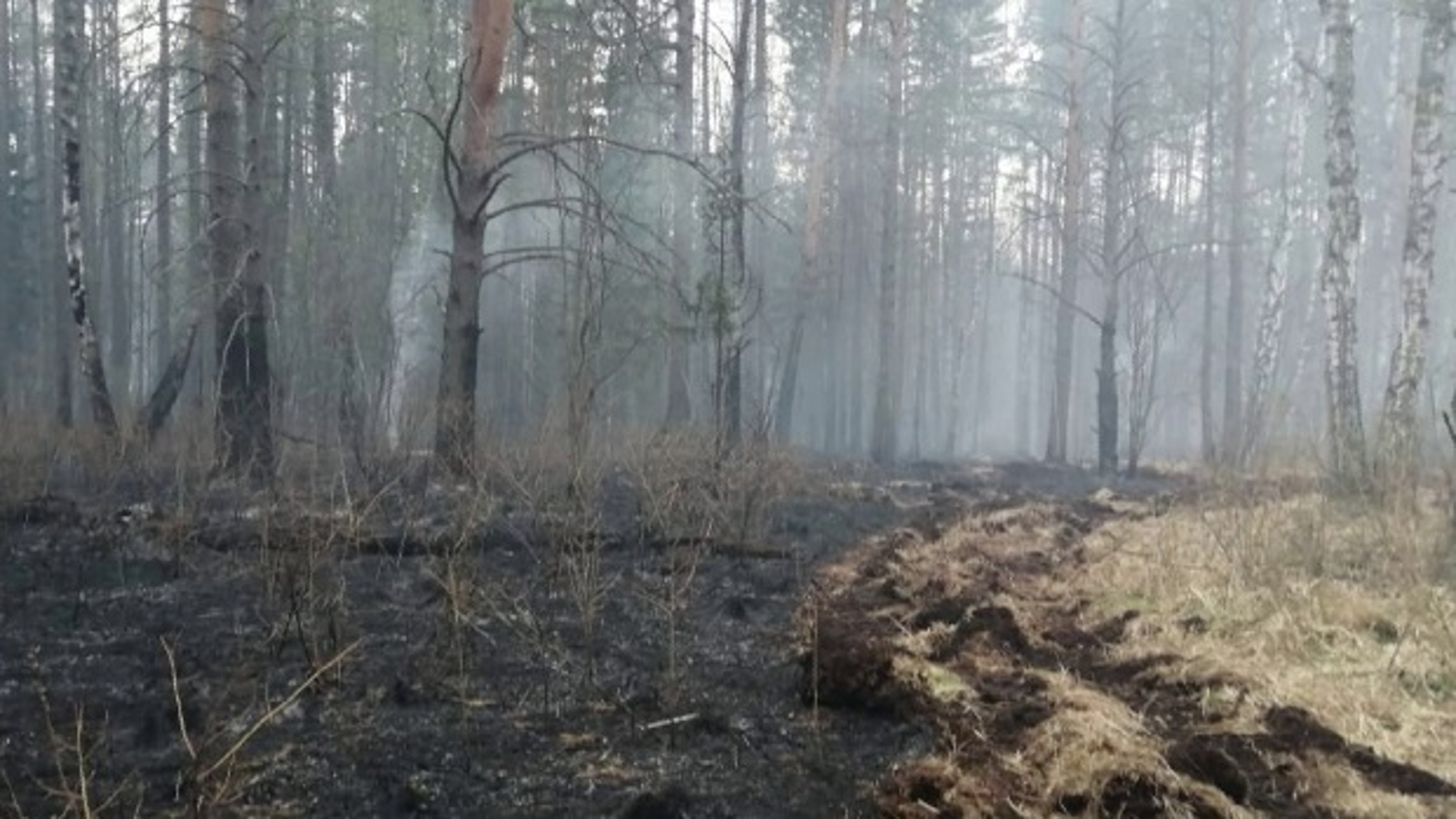 В лесах регионального характера введен режим ЧС