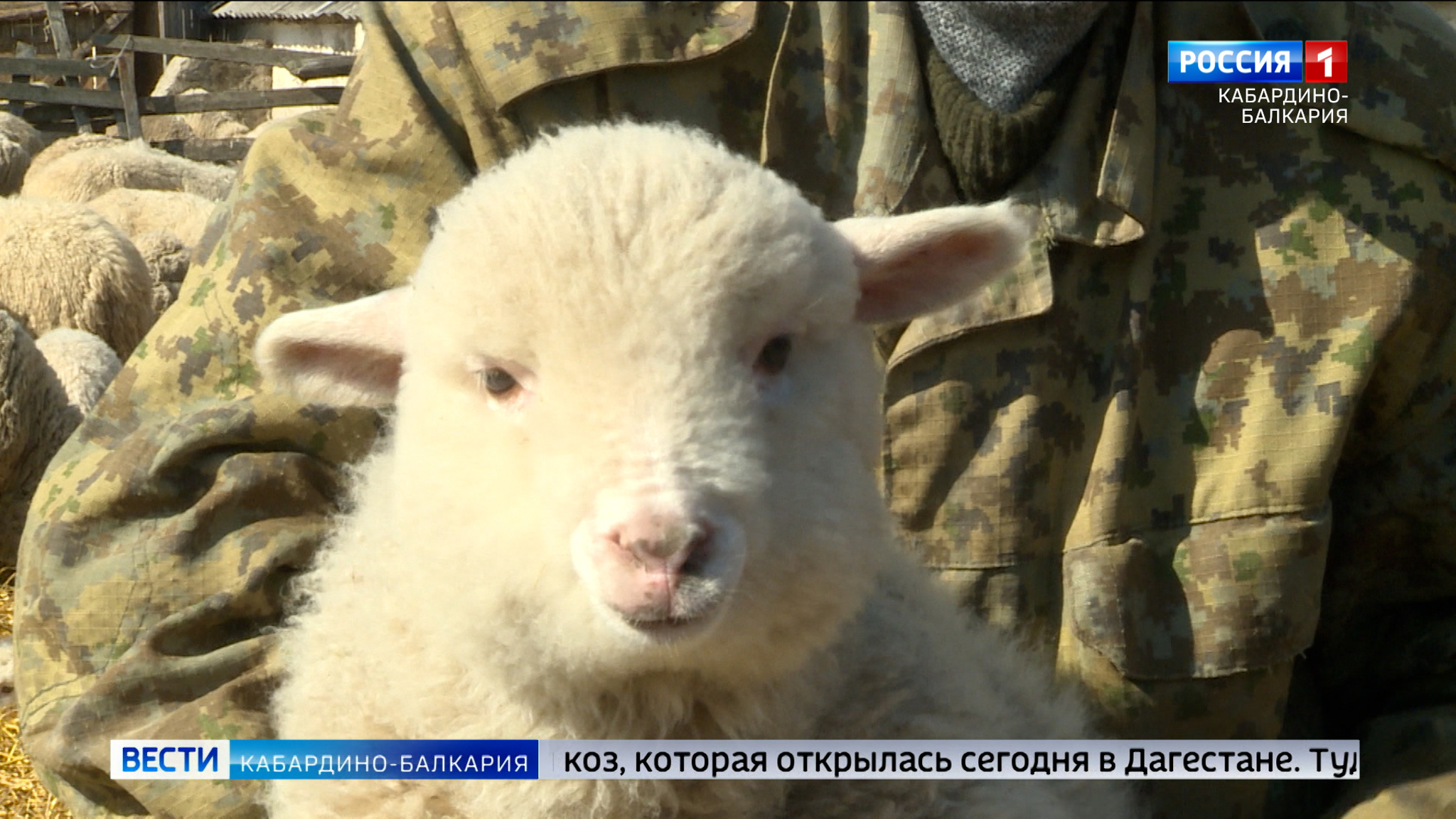 Фермеры КБР участвуют в выставке племенных овец