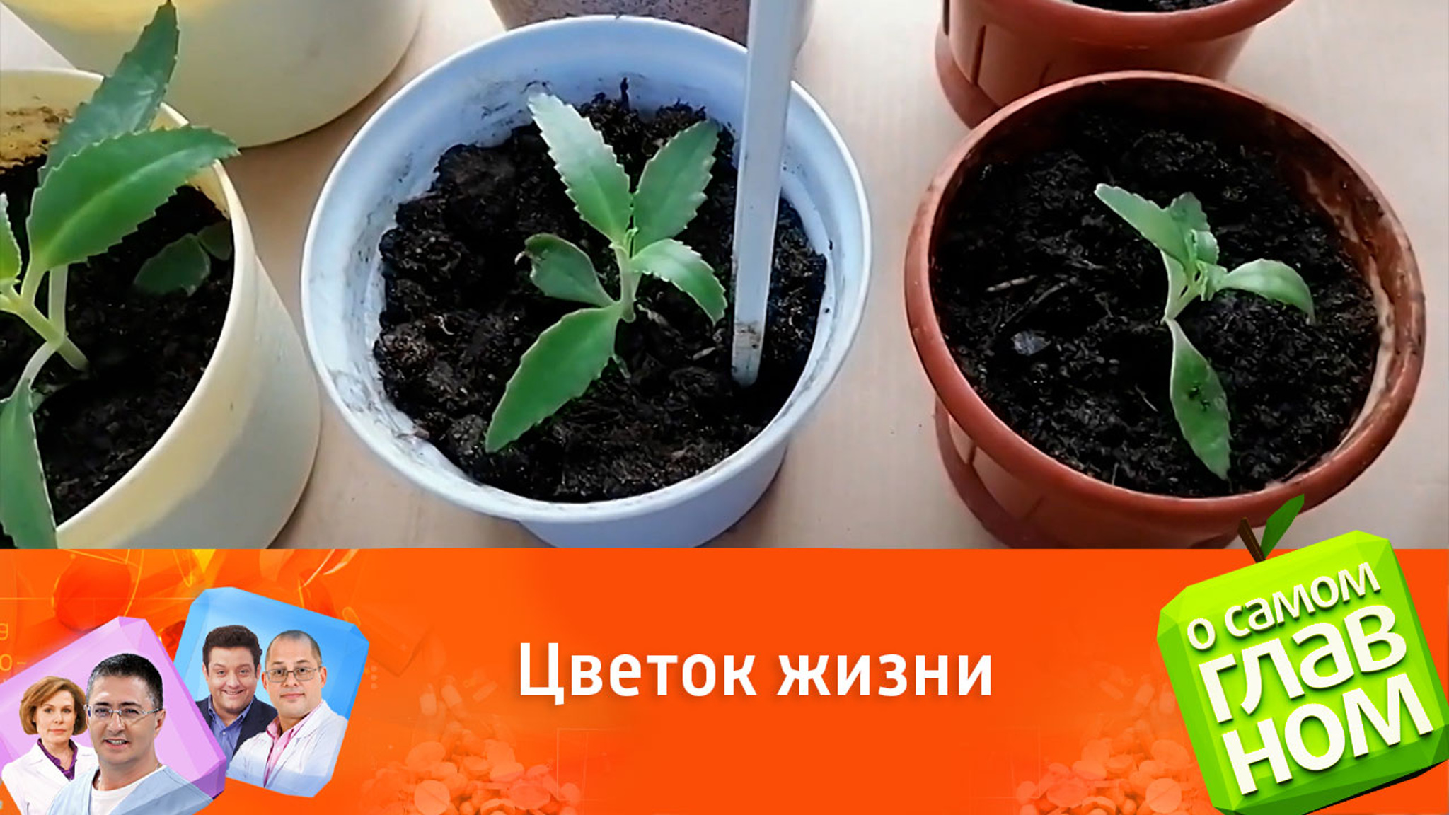 Каланхоэ от всех болезней