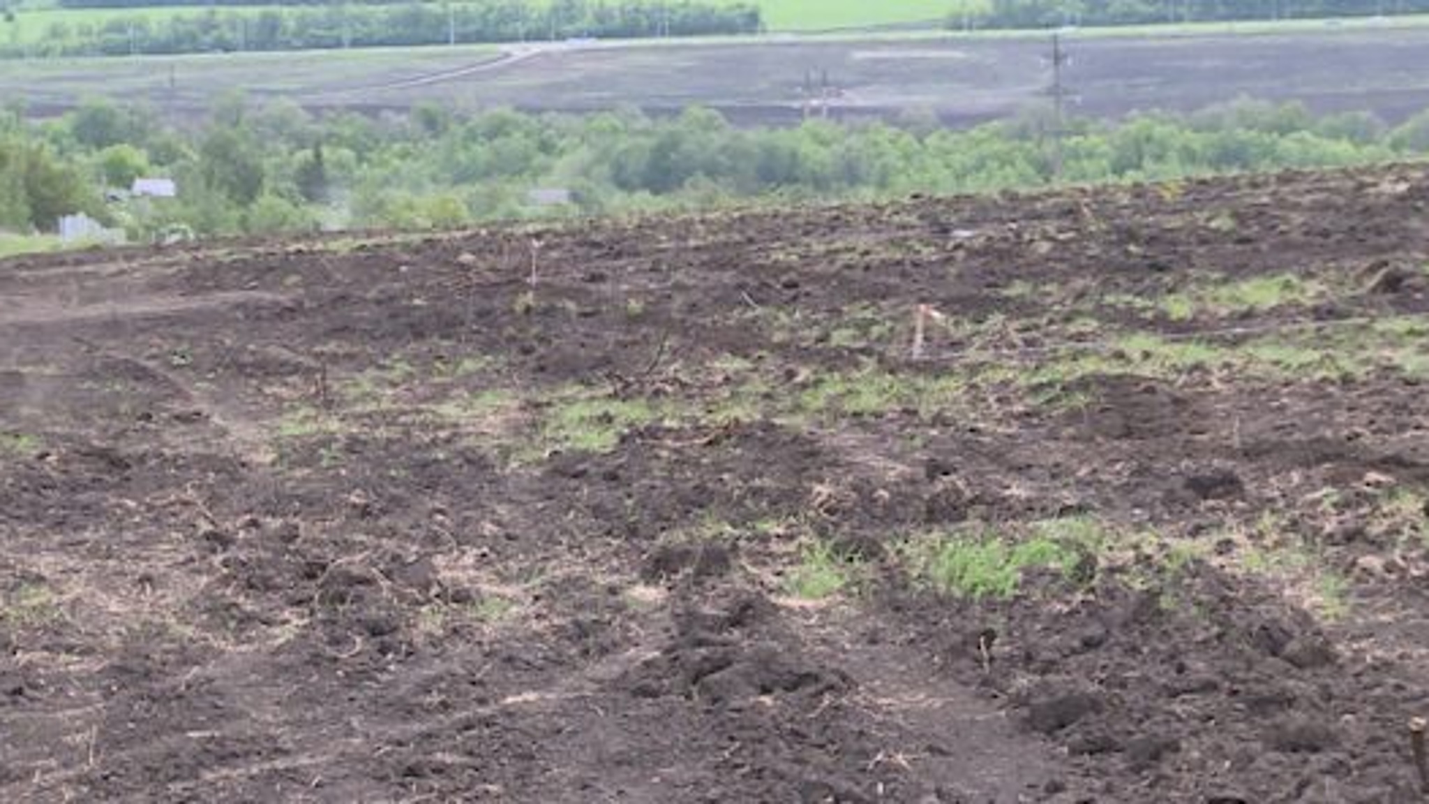 Вино саратовского производства: 355 гектаров винограда засеяли в регионе