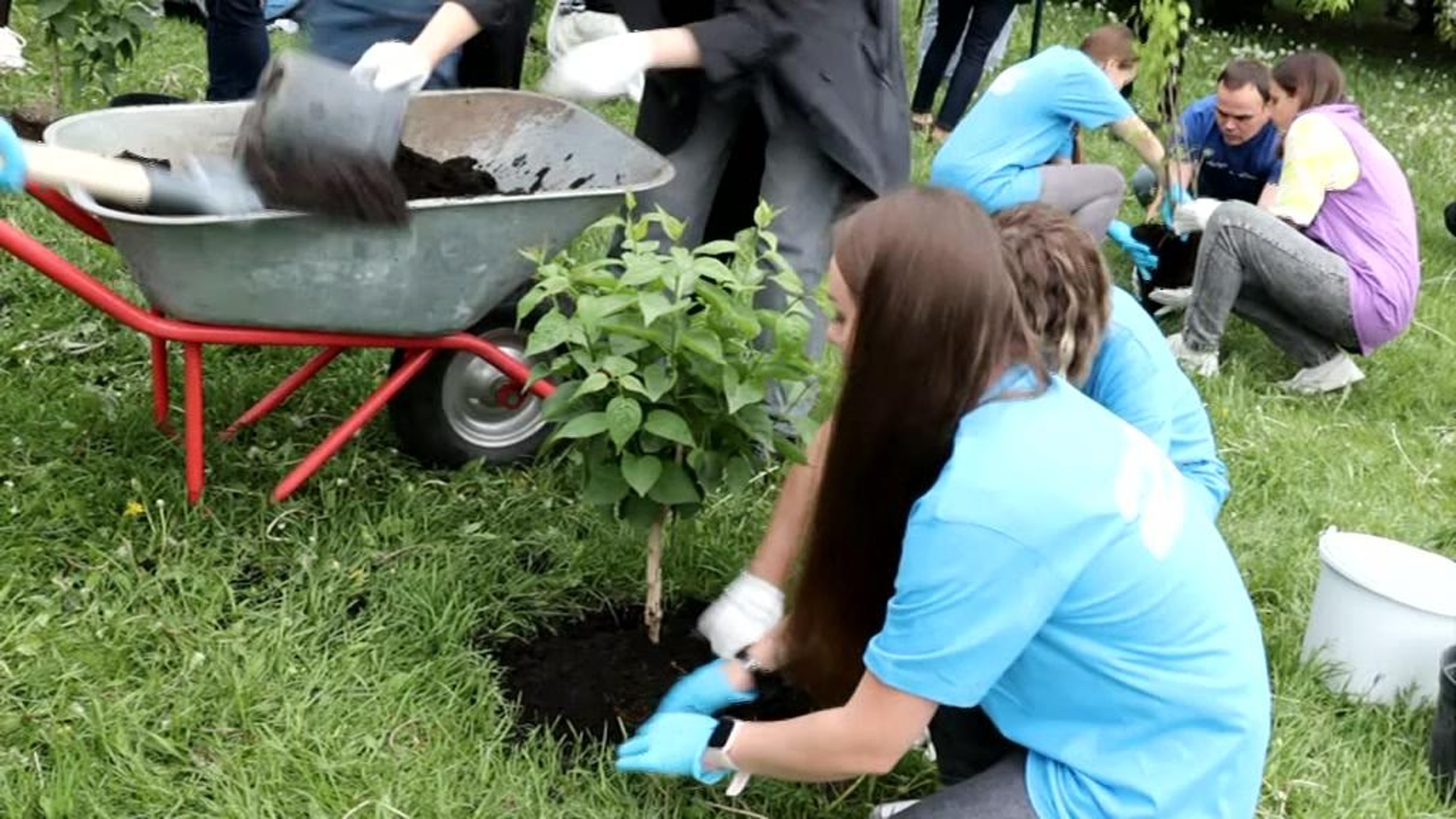 В Петербурге посадили сирень в память об учителях-героях, погибших в Мариуполе