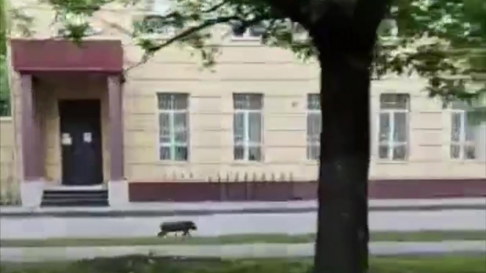 Кабанчик устроил забег по улице в Химках