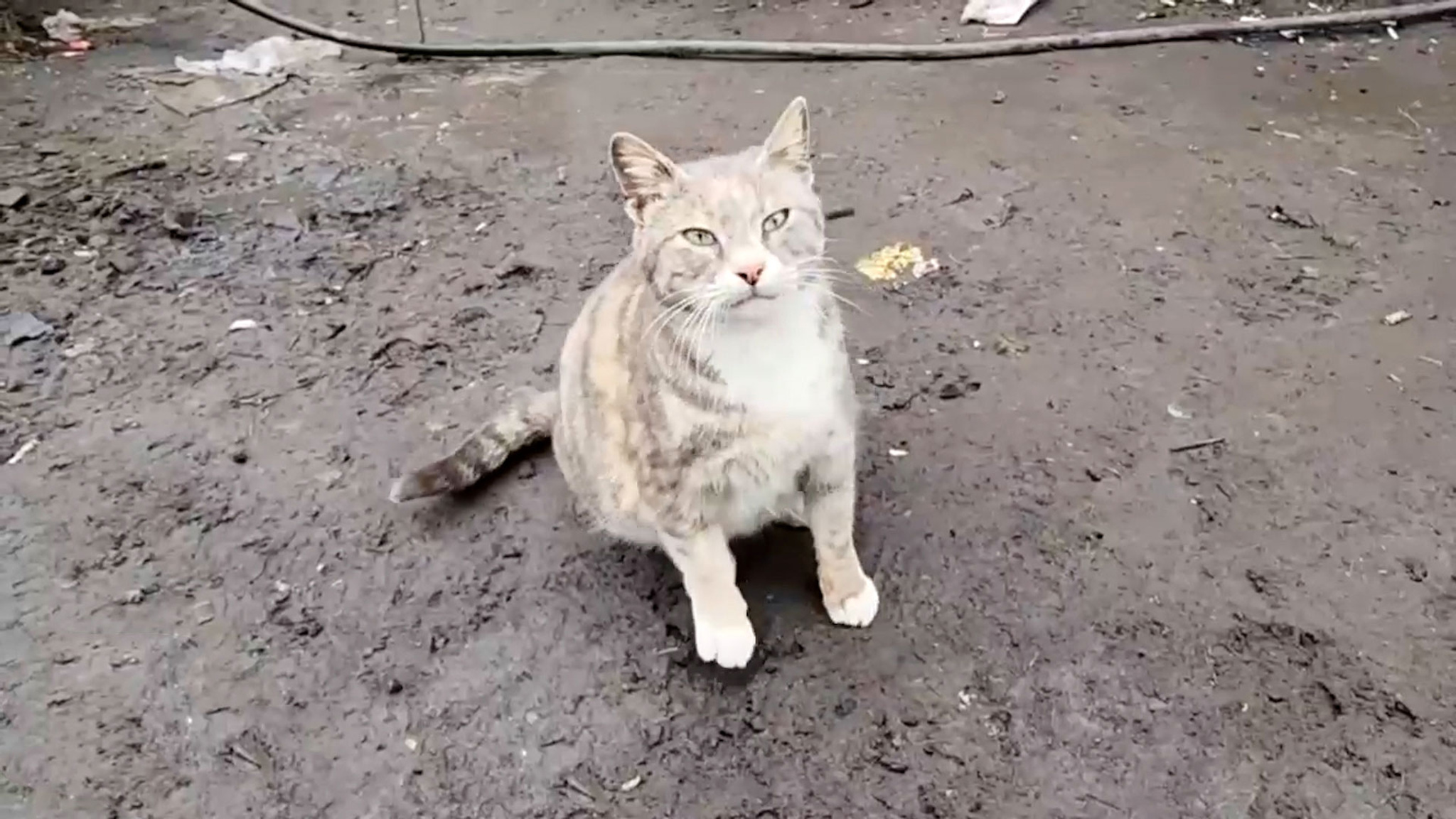 Бойцы в зоне СВО обзавелись живыми талисманами. Видео