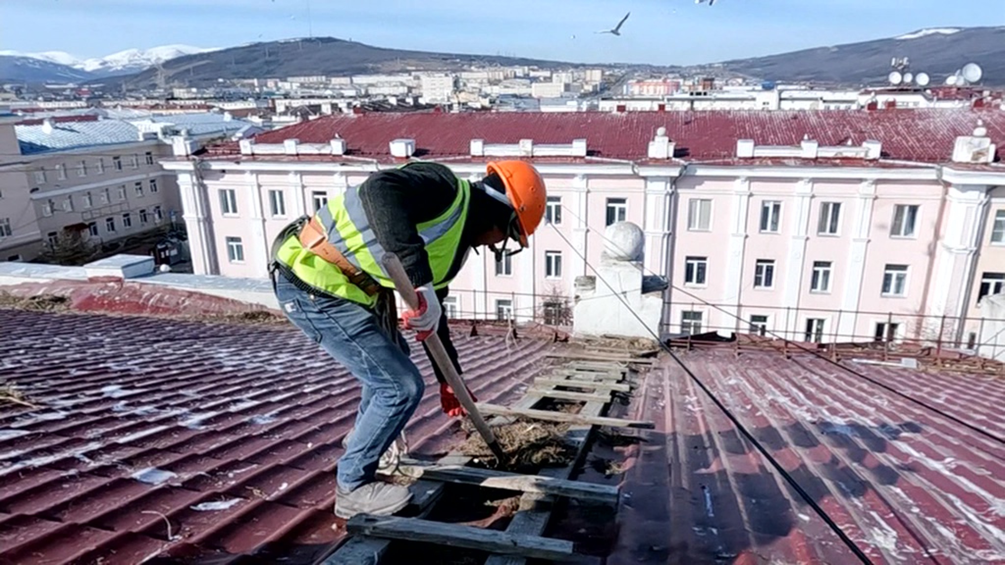 В Магадане к борьбе с чайками привлекли ученых