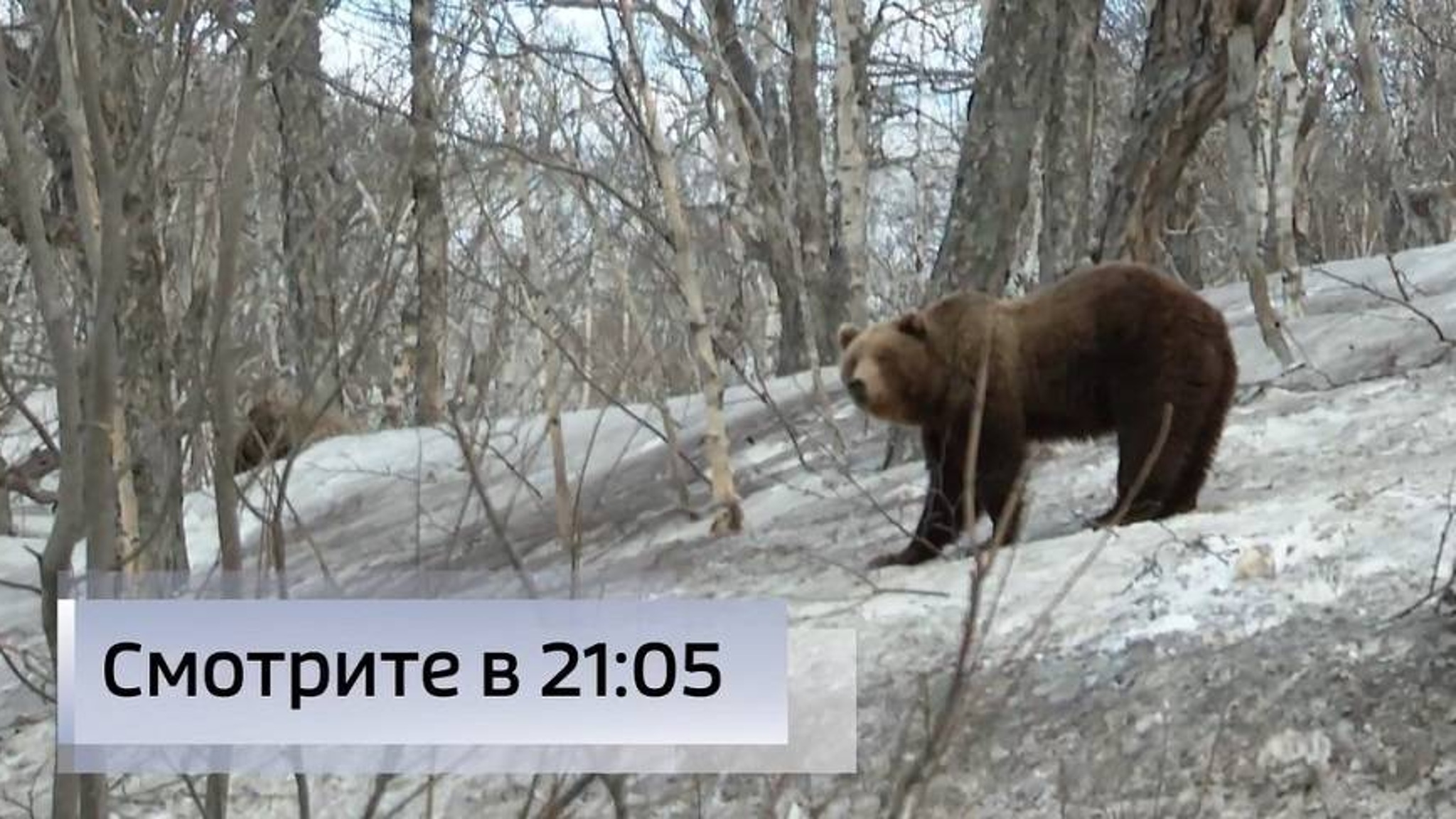 Пробуждение Шевелуча: Как пострадала экосистема в результате мощного извержения?