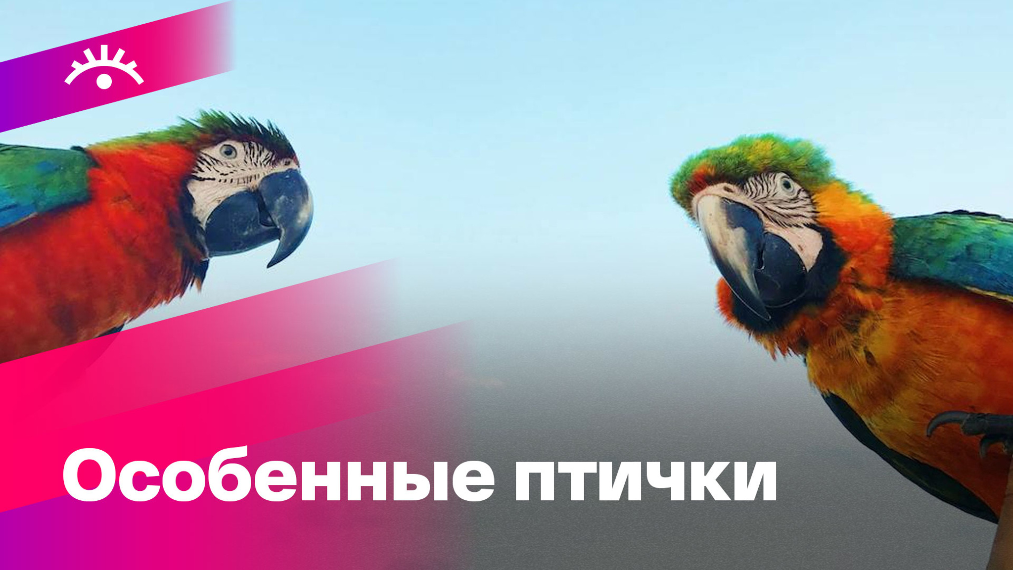 Почему все в восторге от попугаев