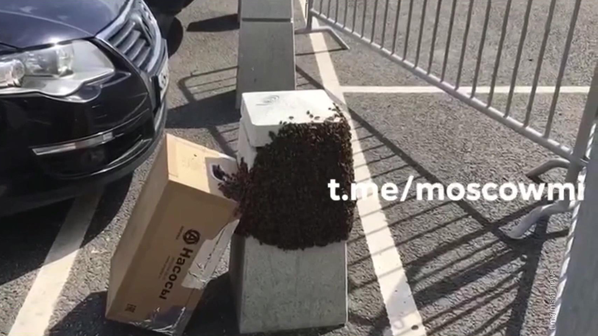 Пчелиный рой эвакуировали с парковки Большого театра