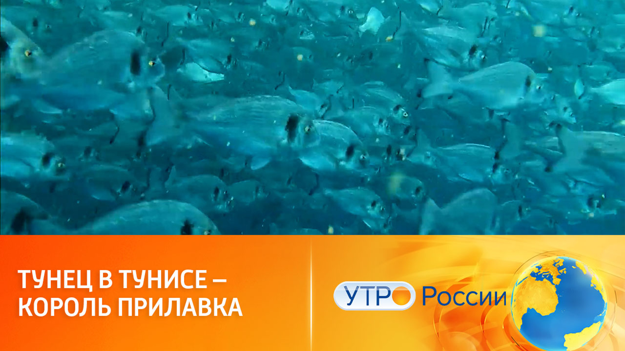 Как ловят и готовят рыбу в Тунисе