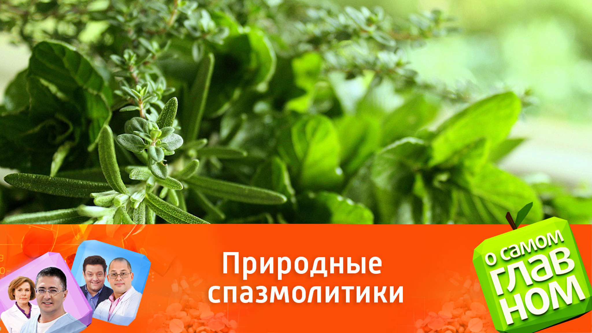 Какие травы помогут избавиться от боли