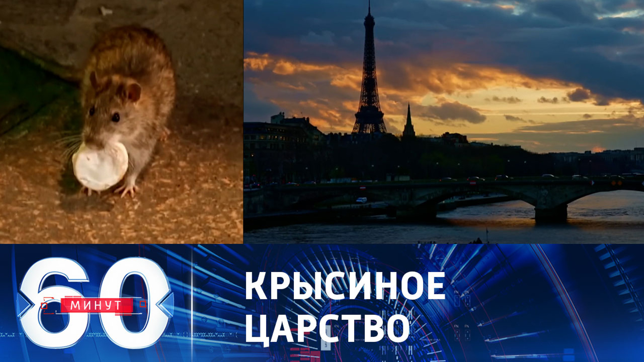 Парижане учатся жить с крысами